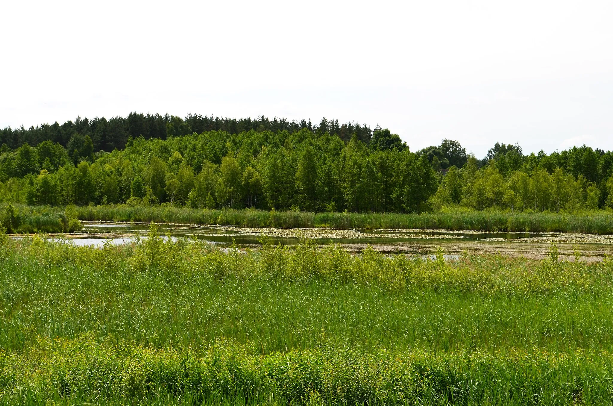 Photo showing: Monkučio ežeras, Seirijai, Lazdijų raj.