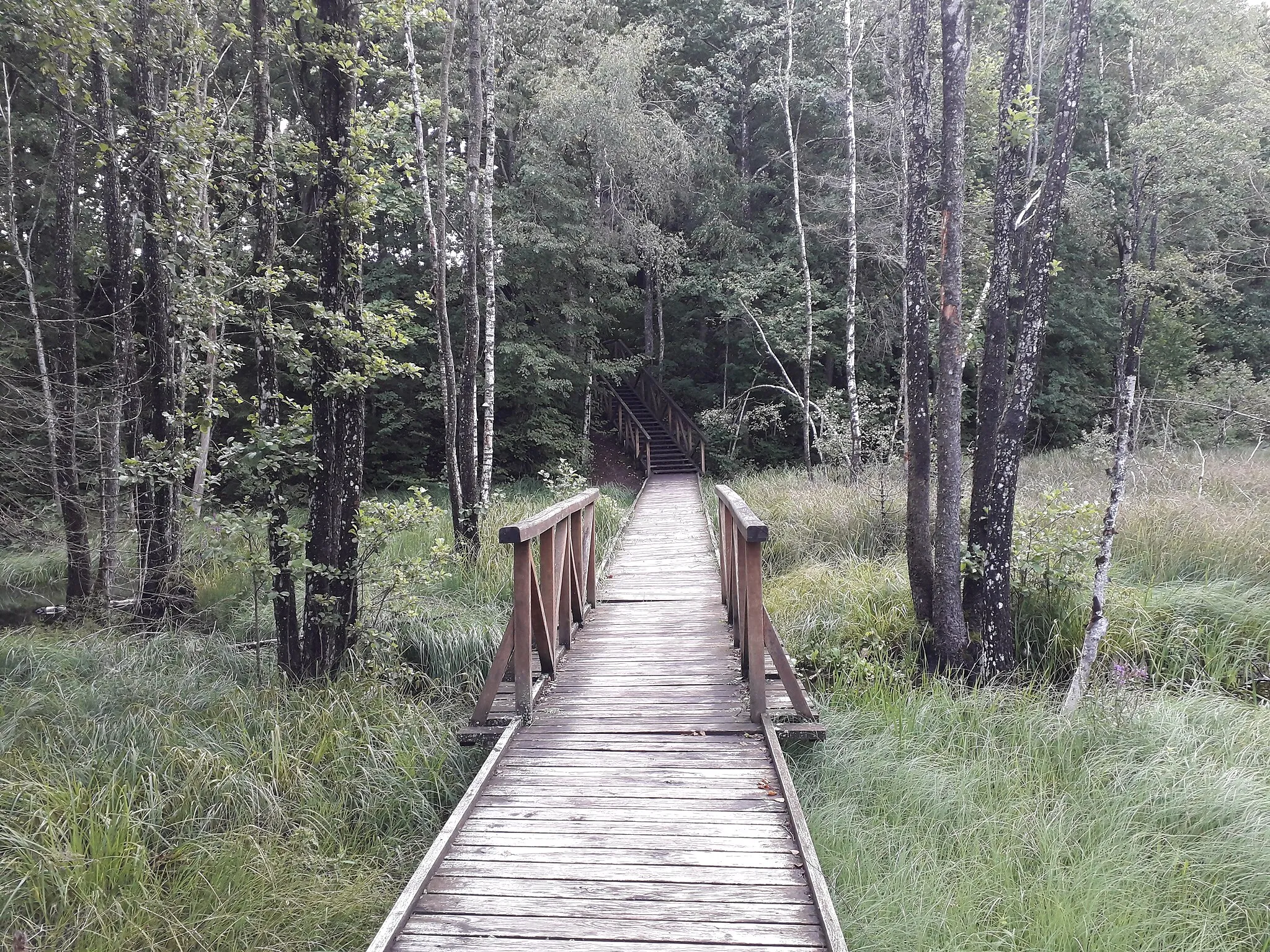Photo showing: Path to Siberijos Watchtower, Žemaitijos National Park, Lithuania