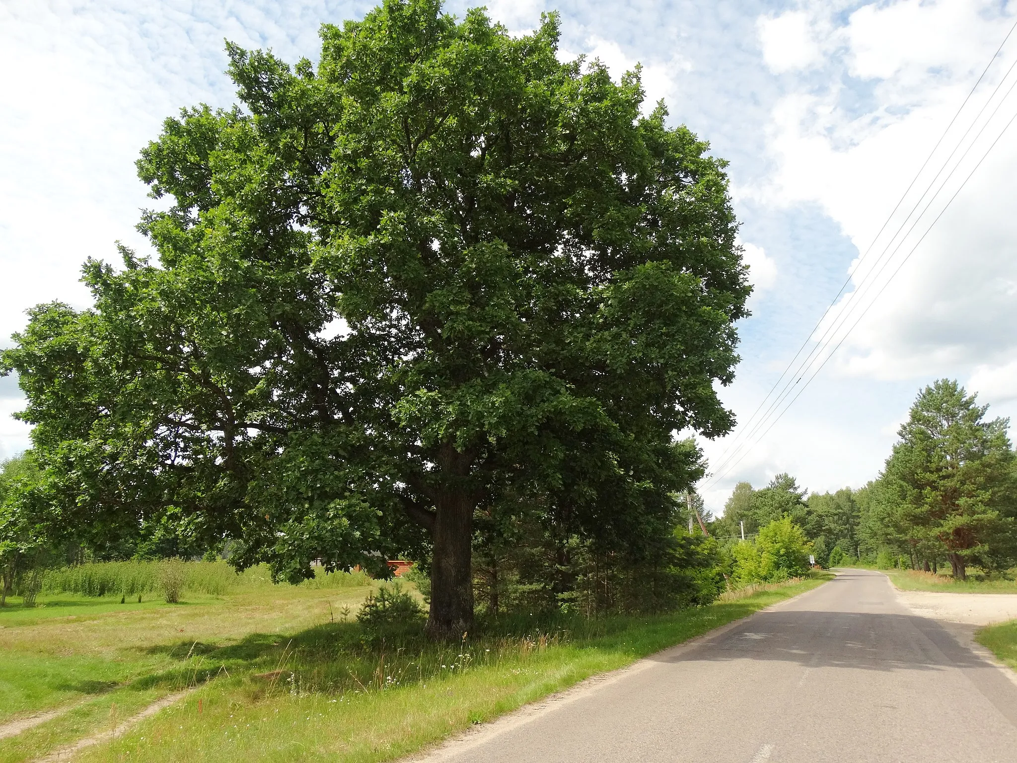 Photo showing: Oak in Vaišniūnai, Ignalina District, Lithuania