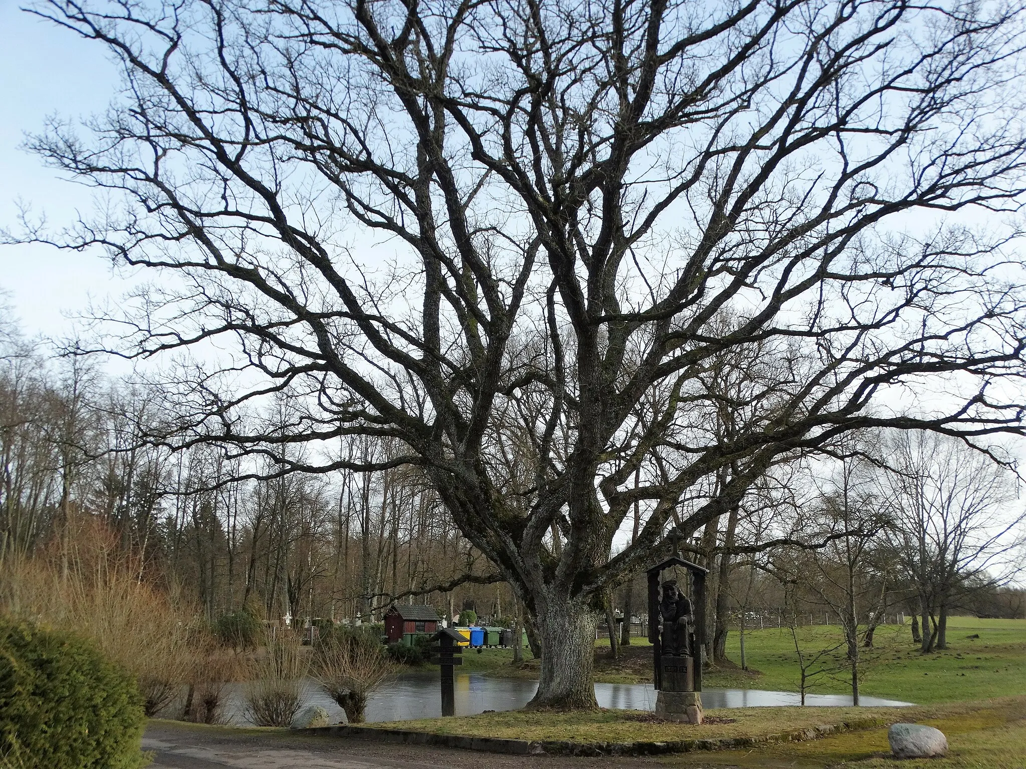 Photo showing: Independence oak, Plokščiai, Šakiai district, Lithuania