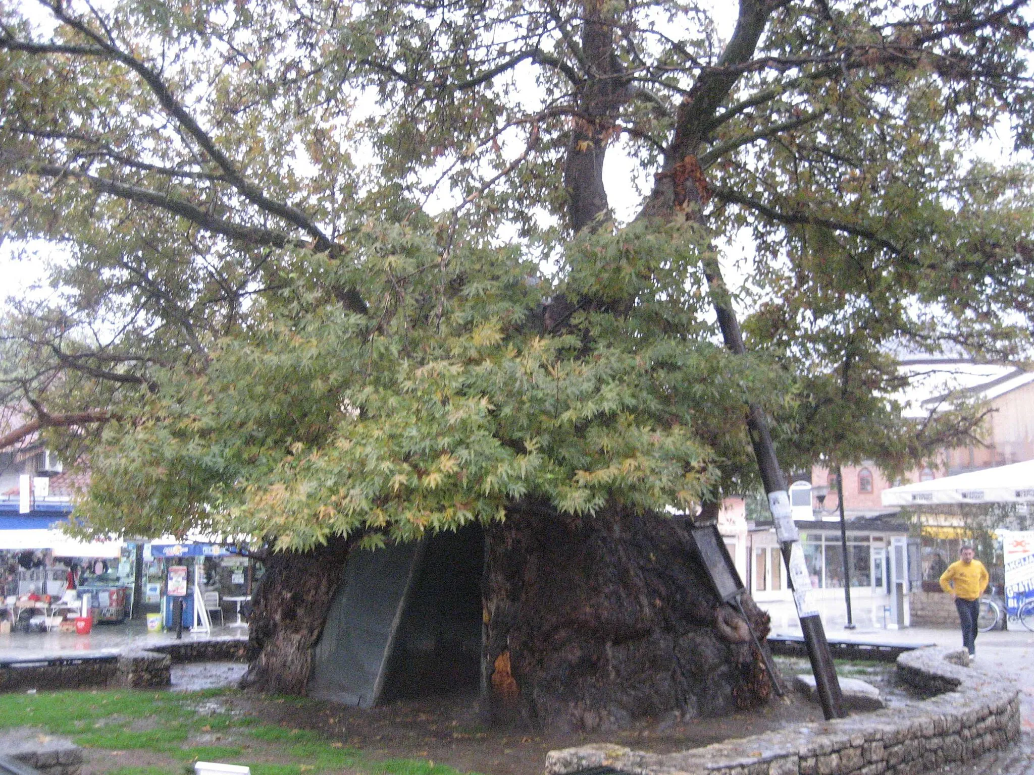 Photo showing: 1100 years old tree in Ohrid, Macedonia