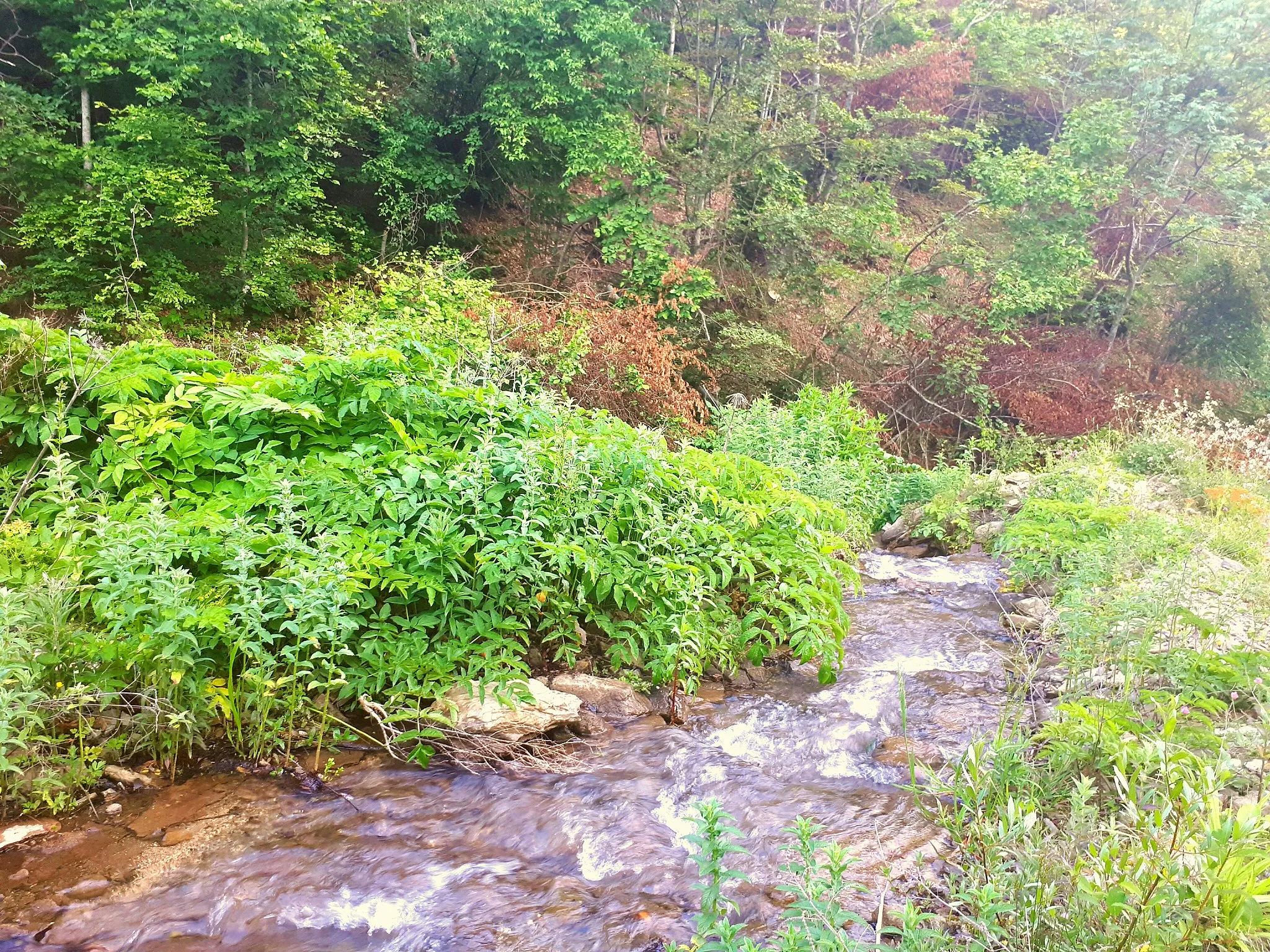 Photo showing: View of the Urvič Stream