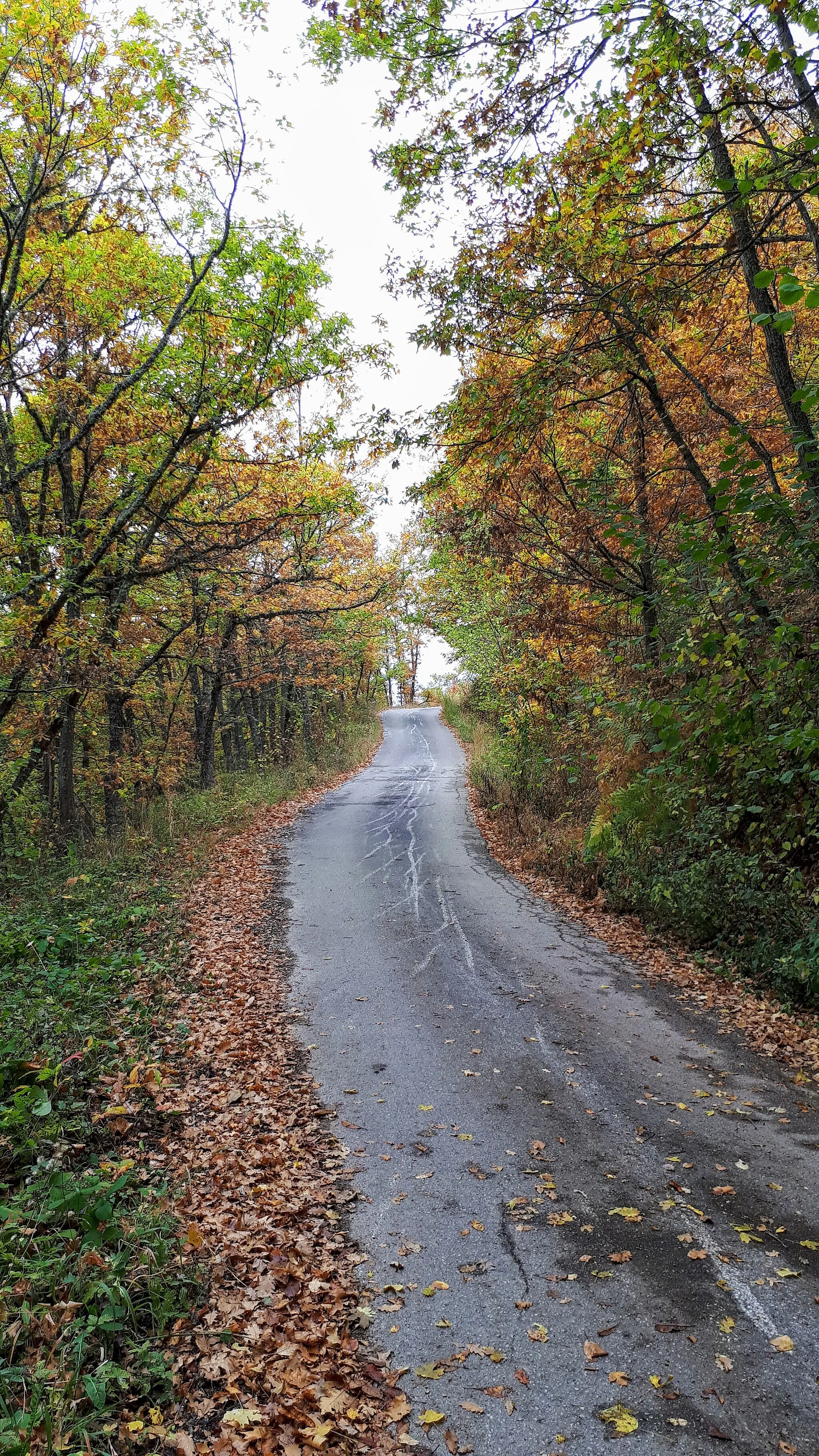 Photo showing: Road to the village Malkoec