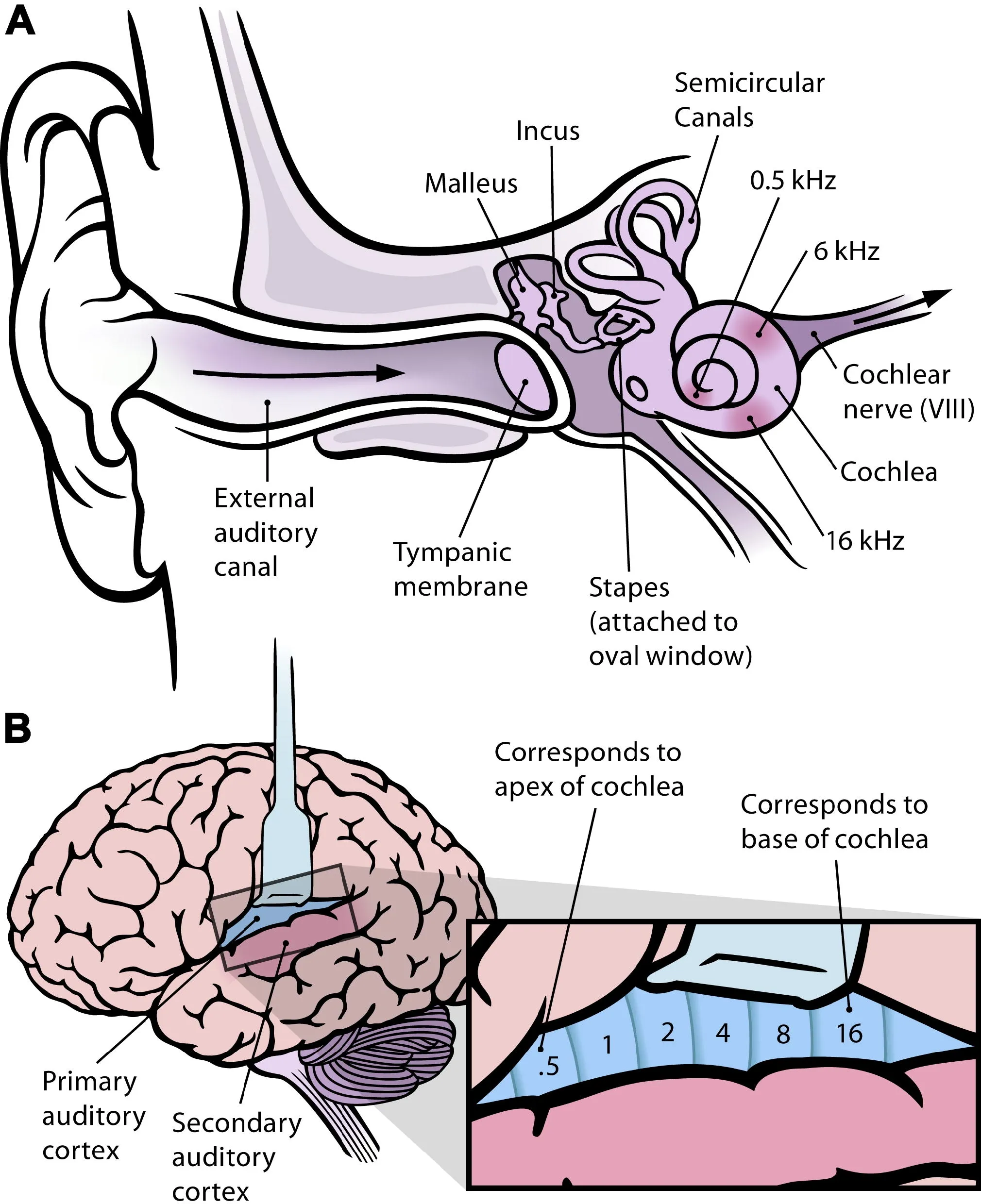 Photo showing: (A) The human ear and frequency mapping in the cochlea. The three ossicles incus, malleus, and stapes transmit airborne vibration from the tympanic membrane to the oval window at the base of the cochlea. Because of the mechanical properties of the basilar membrane within the snail-shaped cochlea, high frequencies will produce a vibration peak near the oval window, whereas low frequencies will stimulate receptors near the apex of the cochlea (locations for three frequencies indicated schematically). Information from the cochlear receptor cells is transmitted to the cochlear nuclei via the 8th cranial nerve, and on through the midbrain to the cortex. (Redrawn from Figure 12.3 in [11].)
(B) Lateral view of the human brain, with the auditory cortex exposed. The primary auditory cortex contains a topographic map of the cochlear frequency spectrum (shown in kilohertz). (Redrawn from Figure 12.15A in [11].)