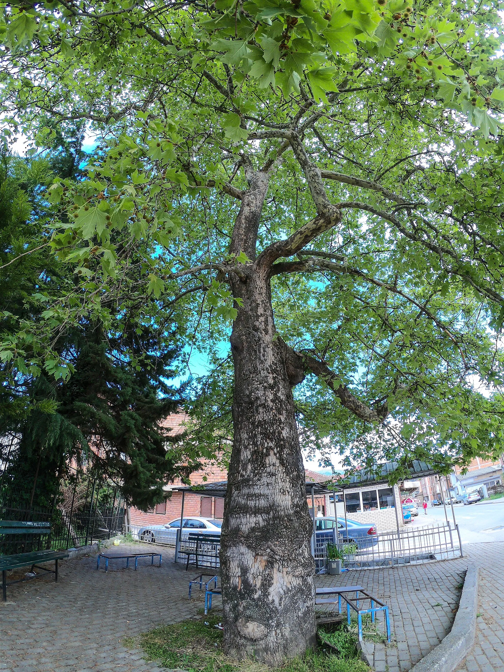 Photo showing: Ohrid Plane Tree