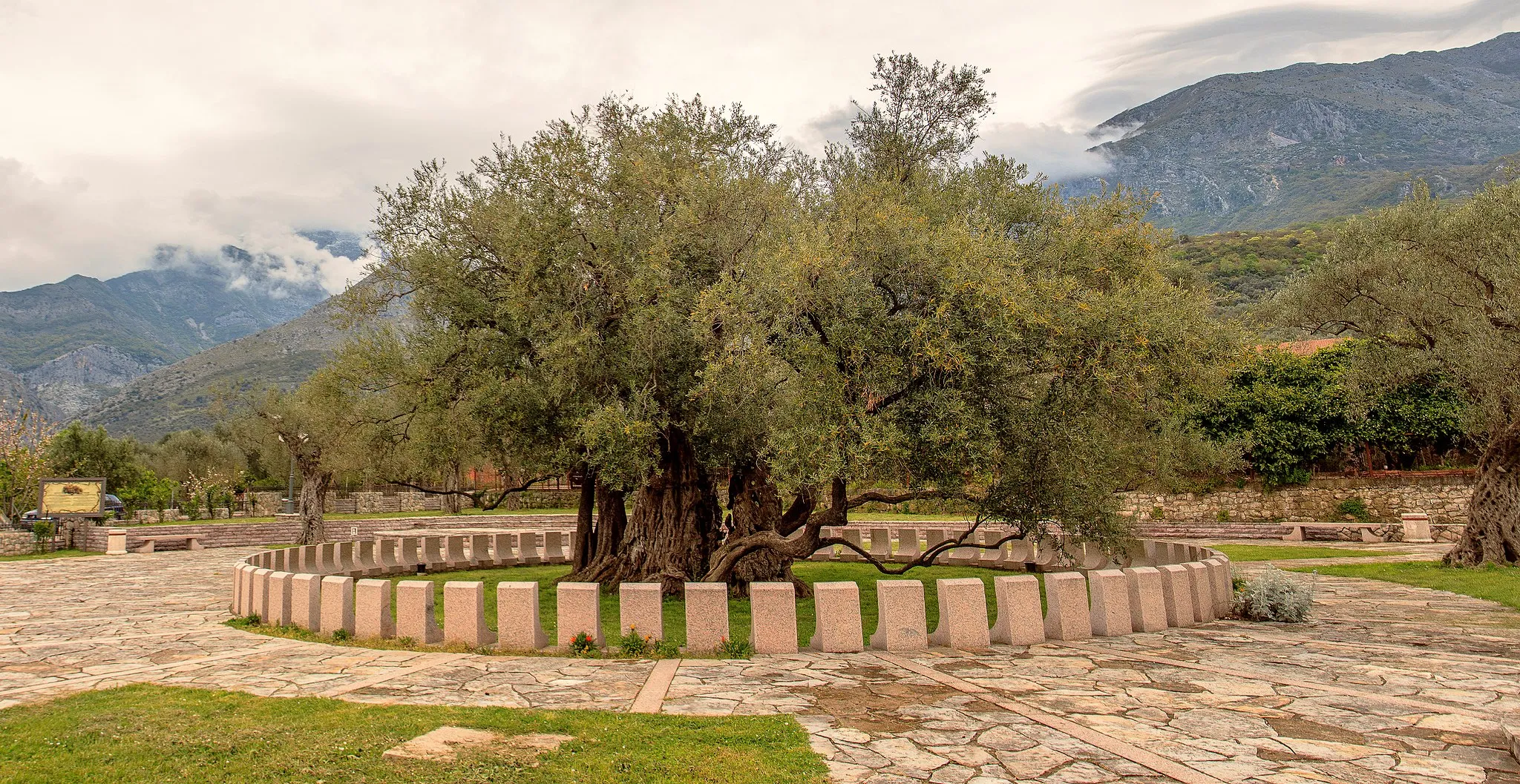 Photo showing: "Olea europea”, which is over 2000 years old. Full view.