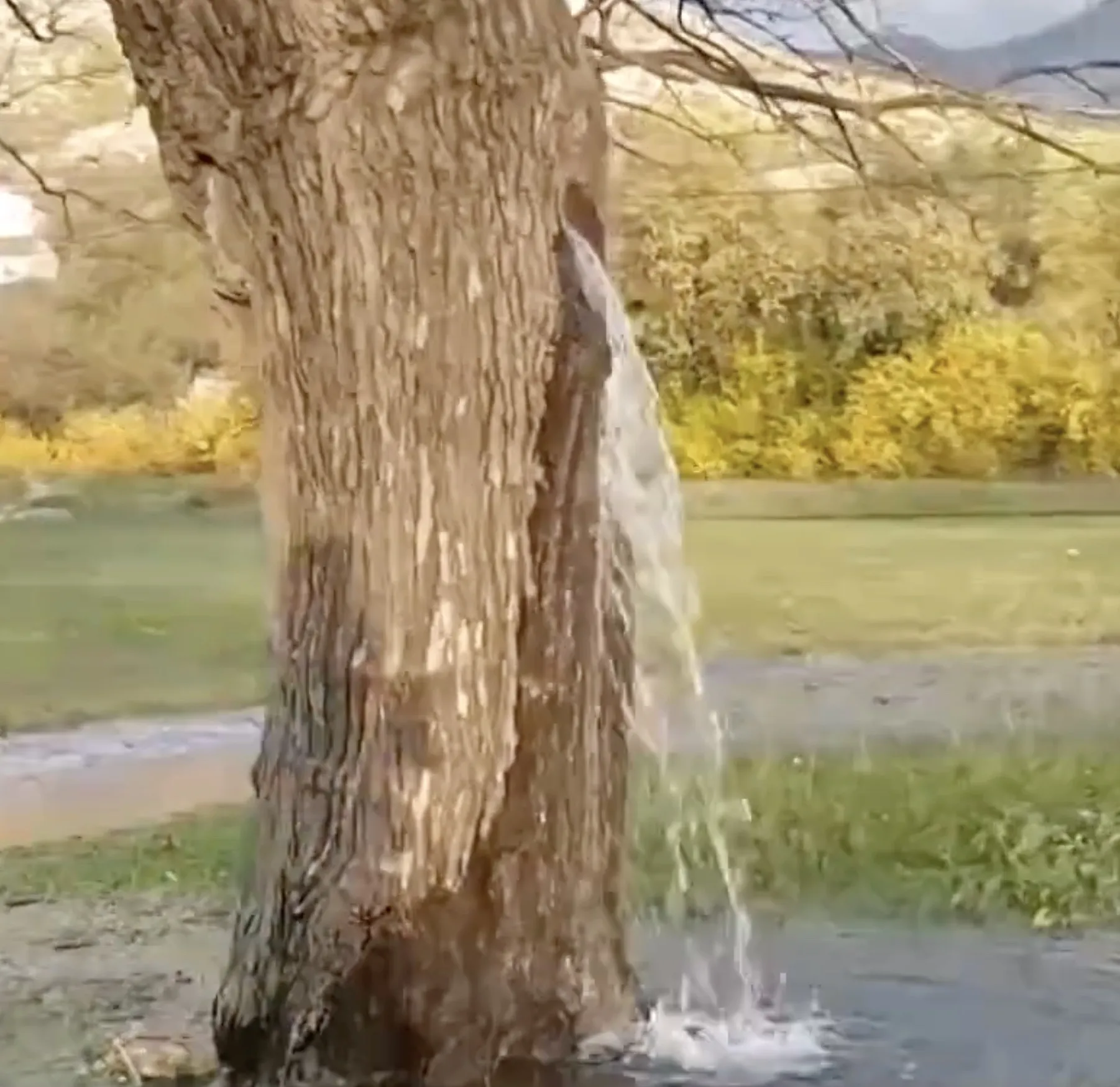 Photo showing: Miraculous mulberry from Dinoša pouring water from its trunk
