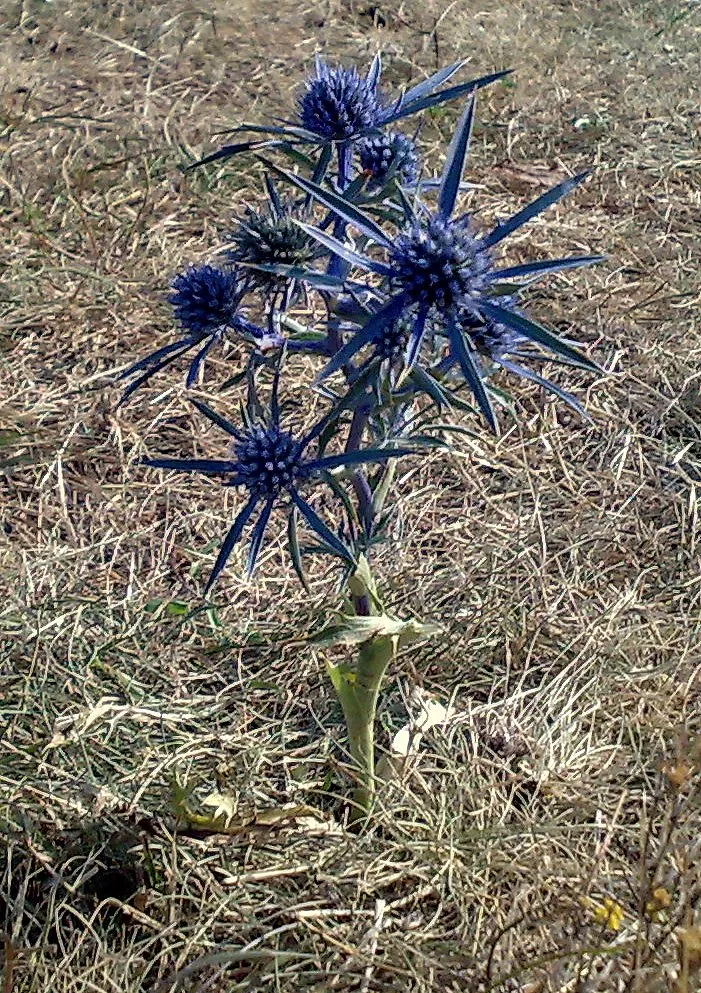 Photo showing: Eryngium amethystinum near the Bosnia & Montenegro border
