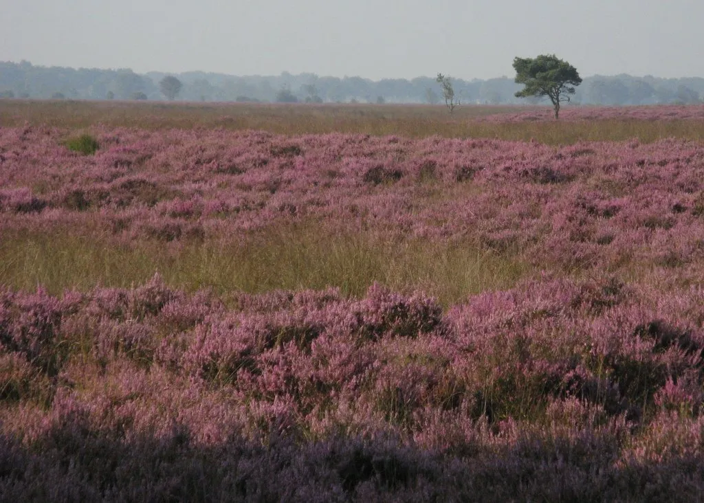 Photo showing: Heide op het Dwingelderveld