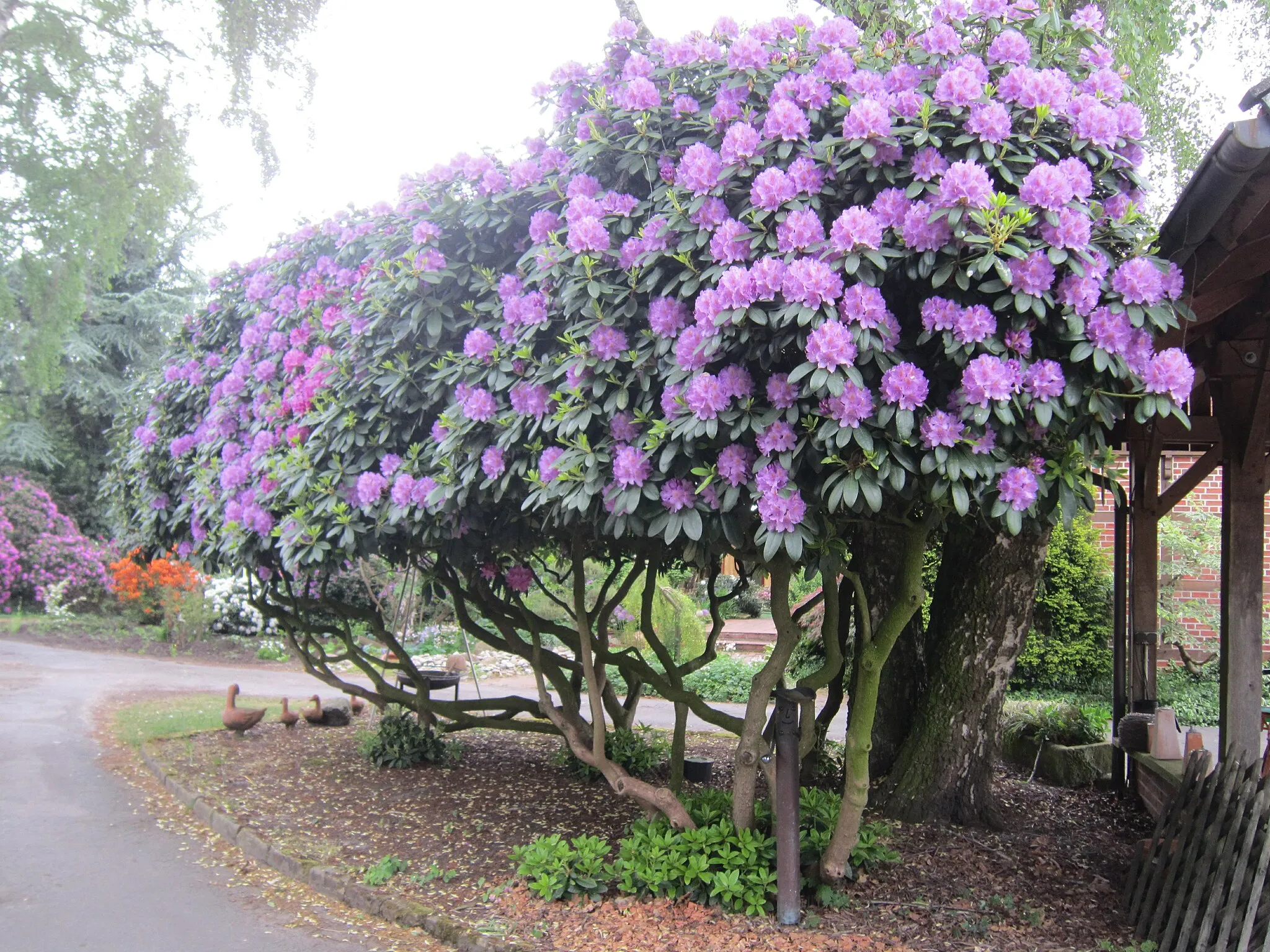 Photo showing: Rhododendronwald Füchtenfeld (Wietmarschen im Landkreis Grafschaft Bentheim, Niedersachsen)