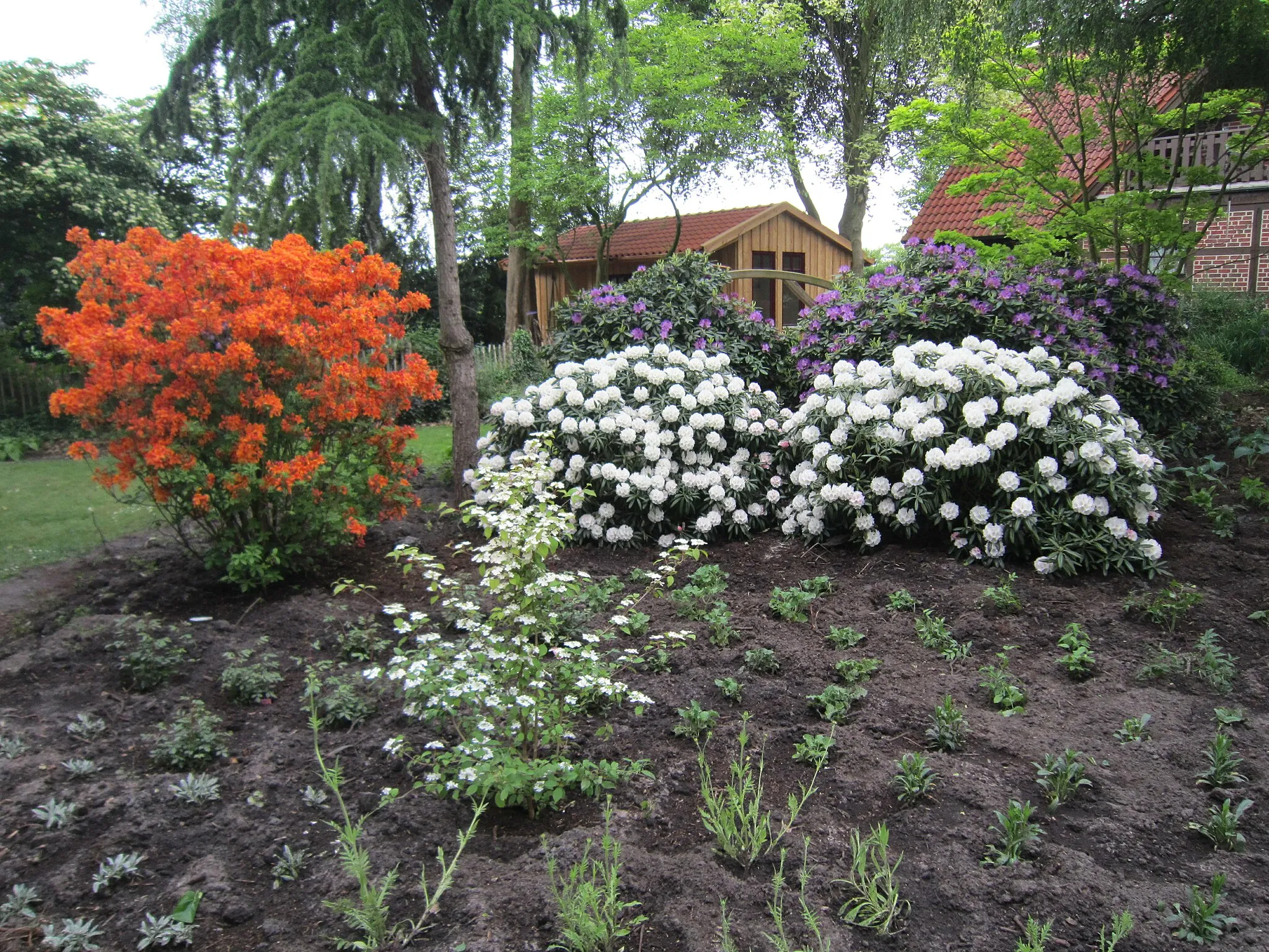 Photo showing: Rhododendronwald Füchtenfeld (Wietmarschen im Landkreis Grafschaft Bentheim, Niedersachsen)