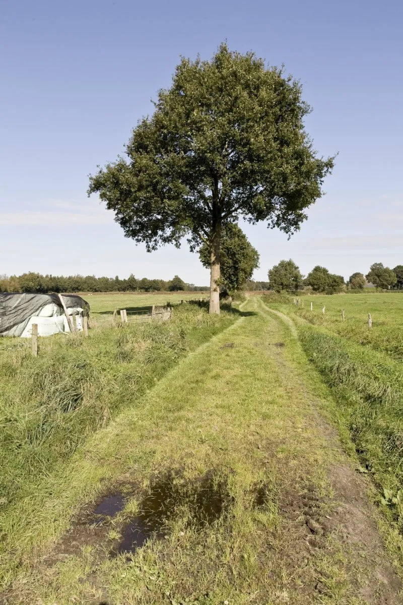 Photo showing: Cultuurlandschap: Graspad langs weiland met bomen (opmerking: Gemaakt voor publicatie landschapsbiografie Drentse Aa)