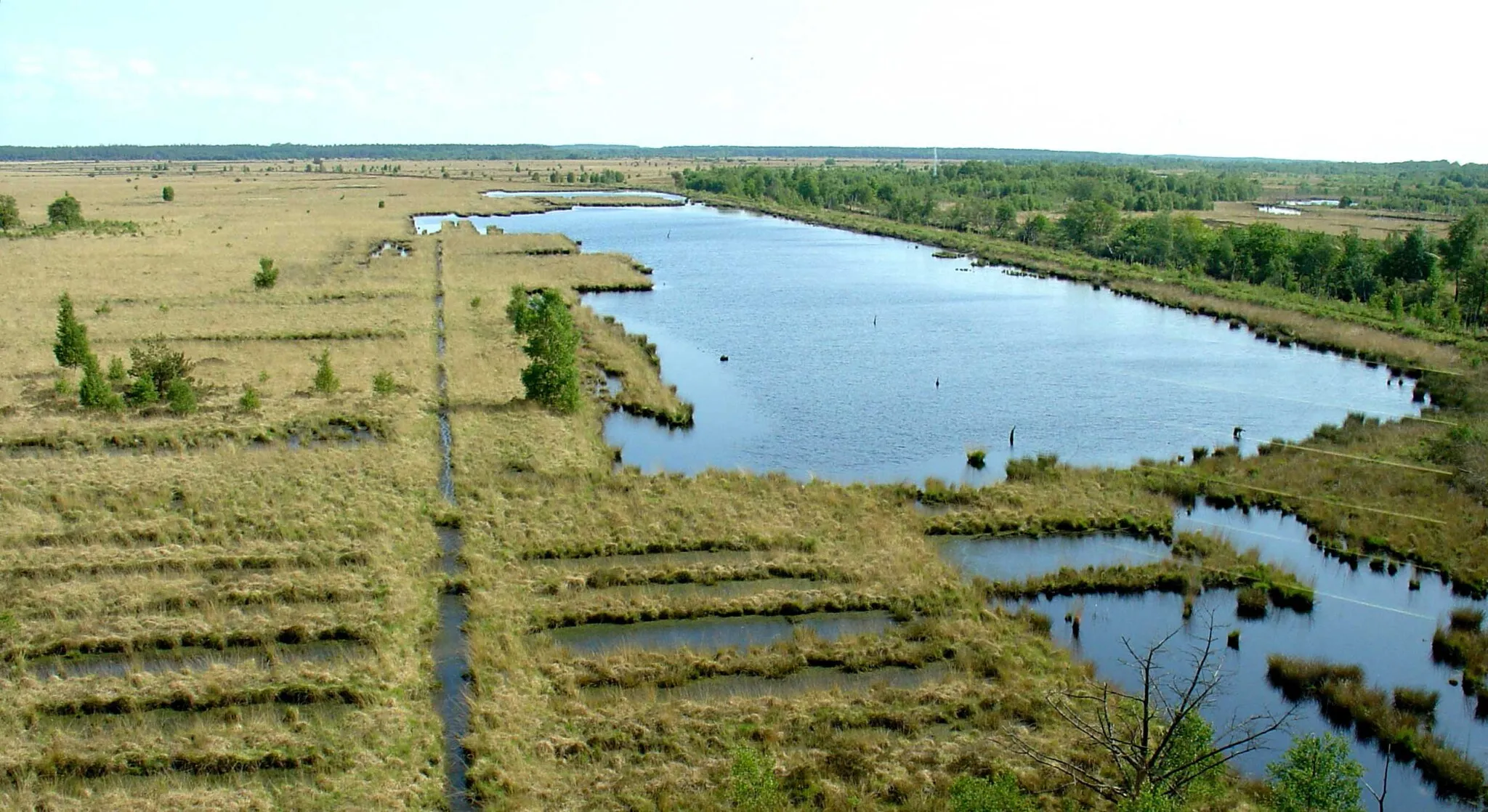 Photo showing: Het Fochtloërveen, hoogveengebied op de grens van Groningen en Friesland