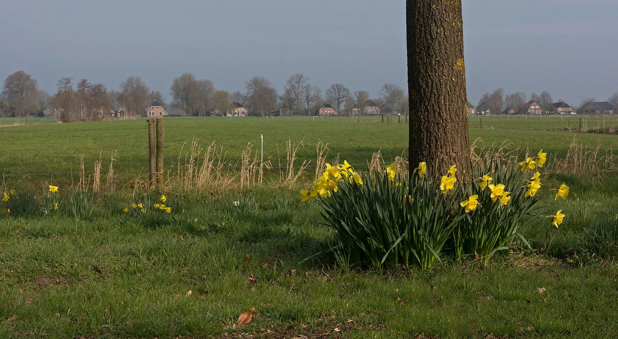 Photo showing: between Oosteinde and Ruinerwold, narcisses near a tree