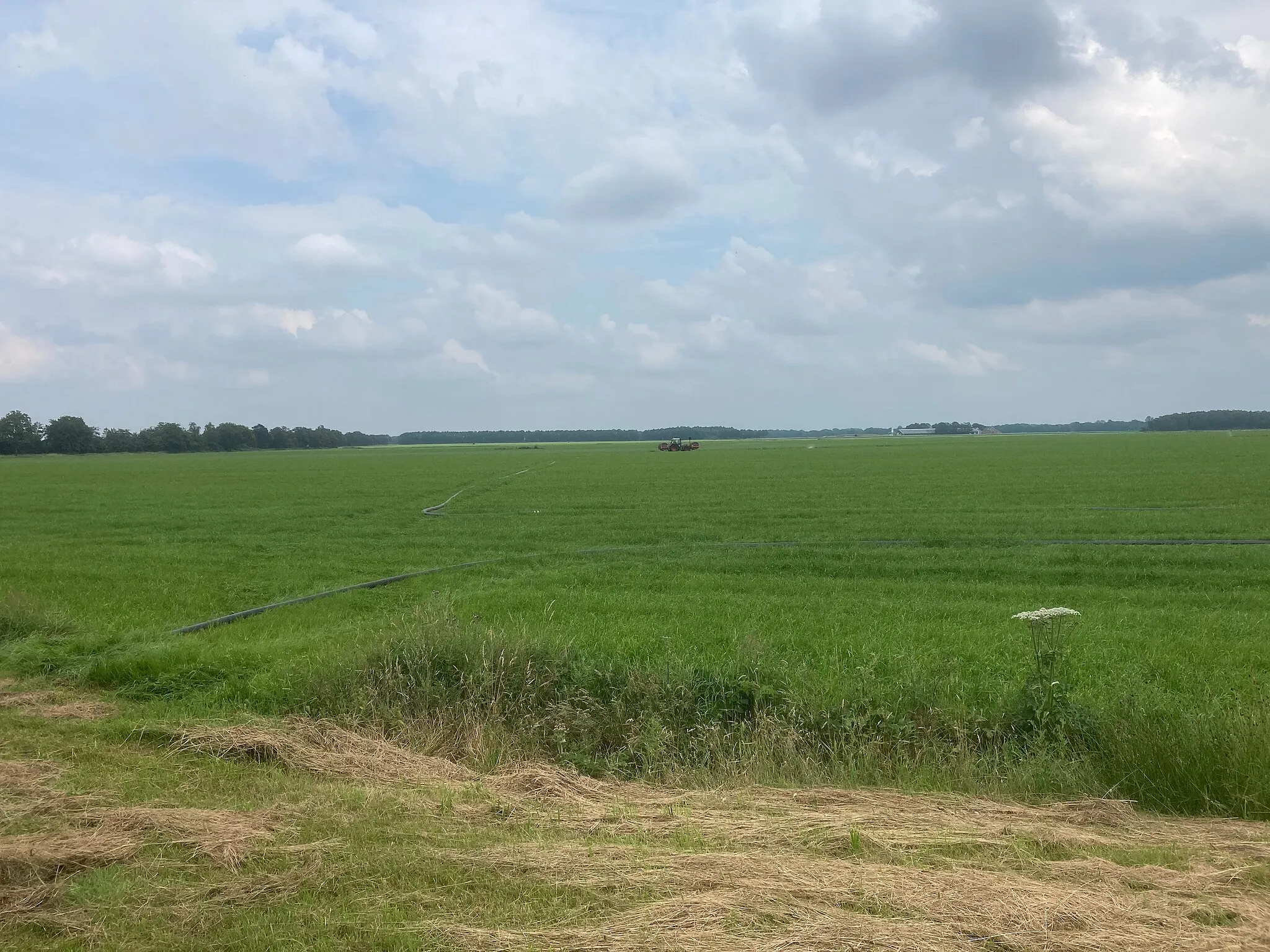 Photo showing: Ekehaar, Nederland, July 2021