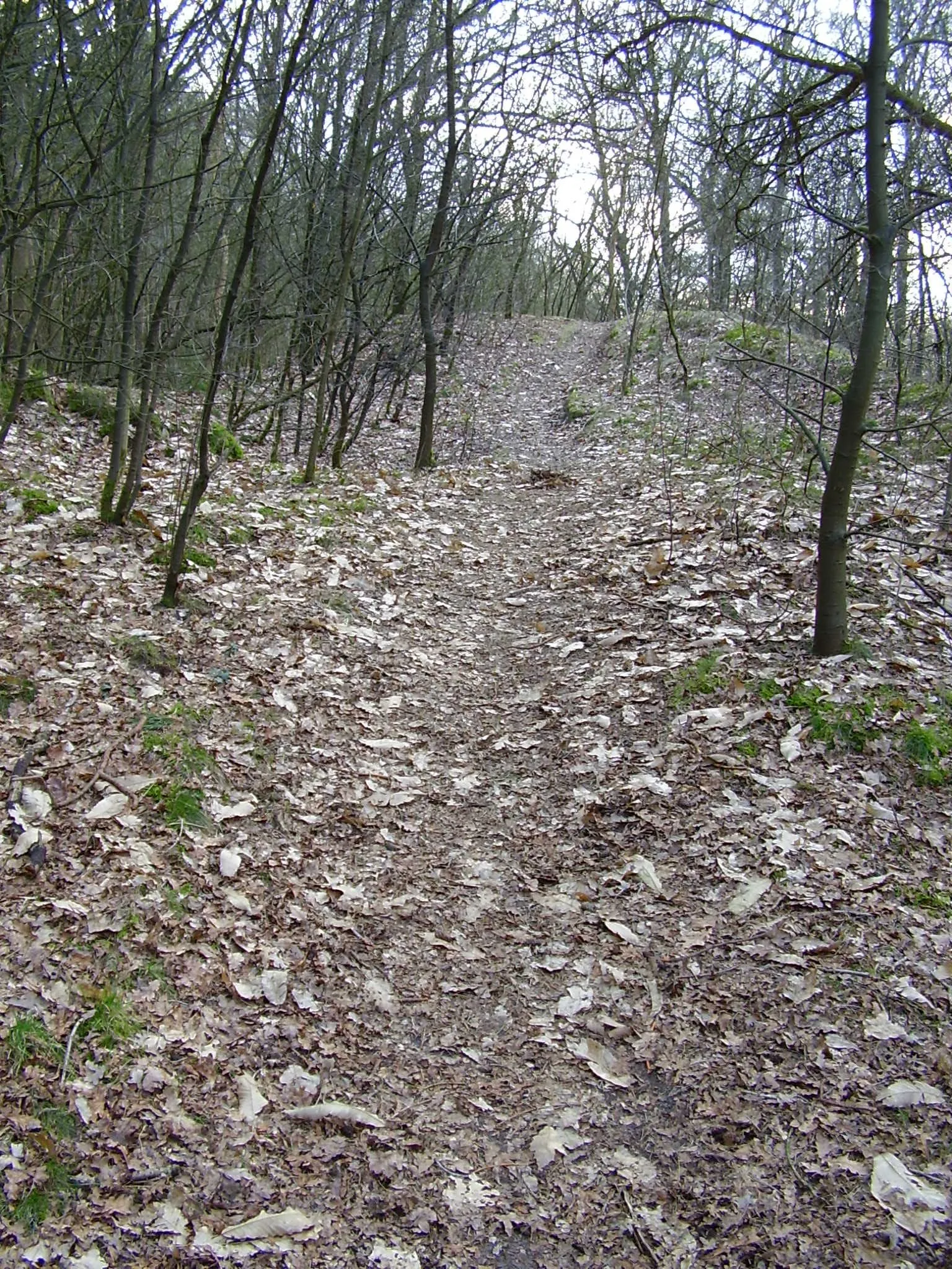 Photo showing: Duintje in het bos bij Een