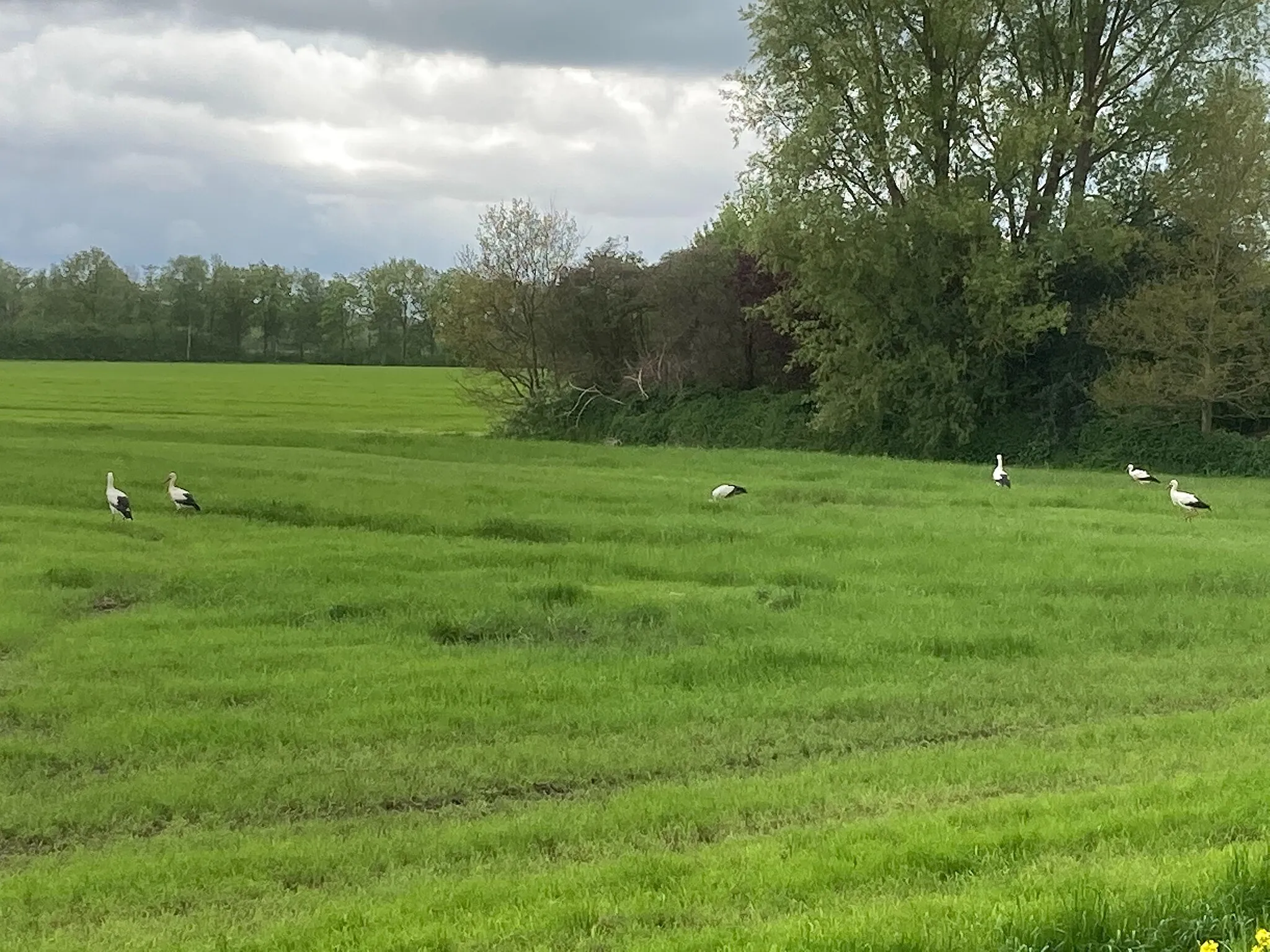 Photo showing: Bunne, Nederland, May 2021