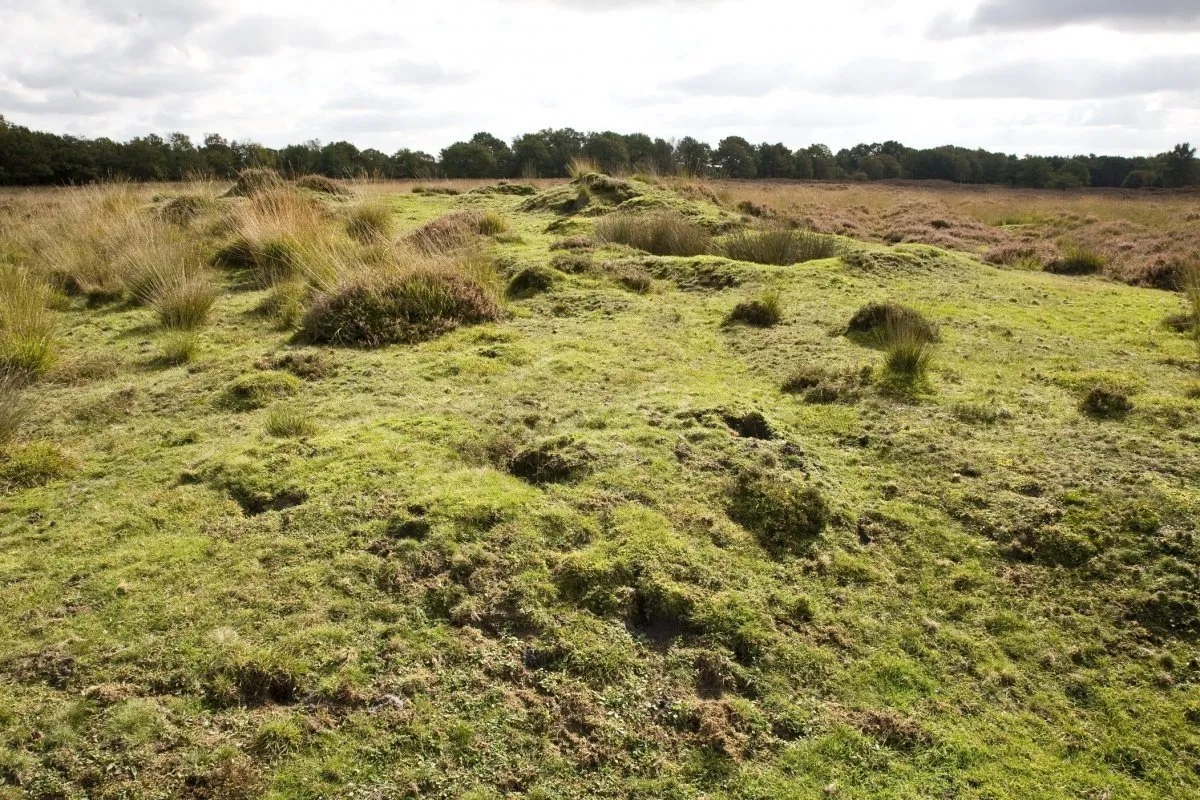 Photo showing: Cultuurlandschap/ Grafheuvel: "Boessienbargie", vergraven grafheuvel (opmerking: Gemaakt voor publicatie landschapsbiografie Drentse Aa)