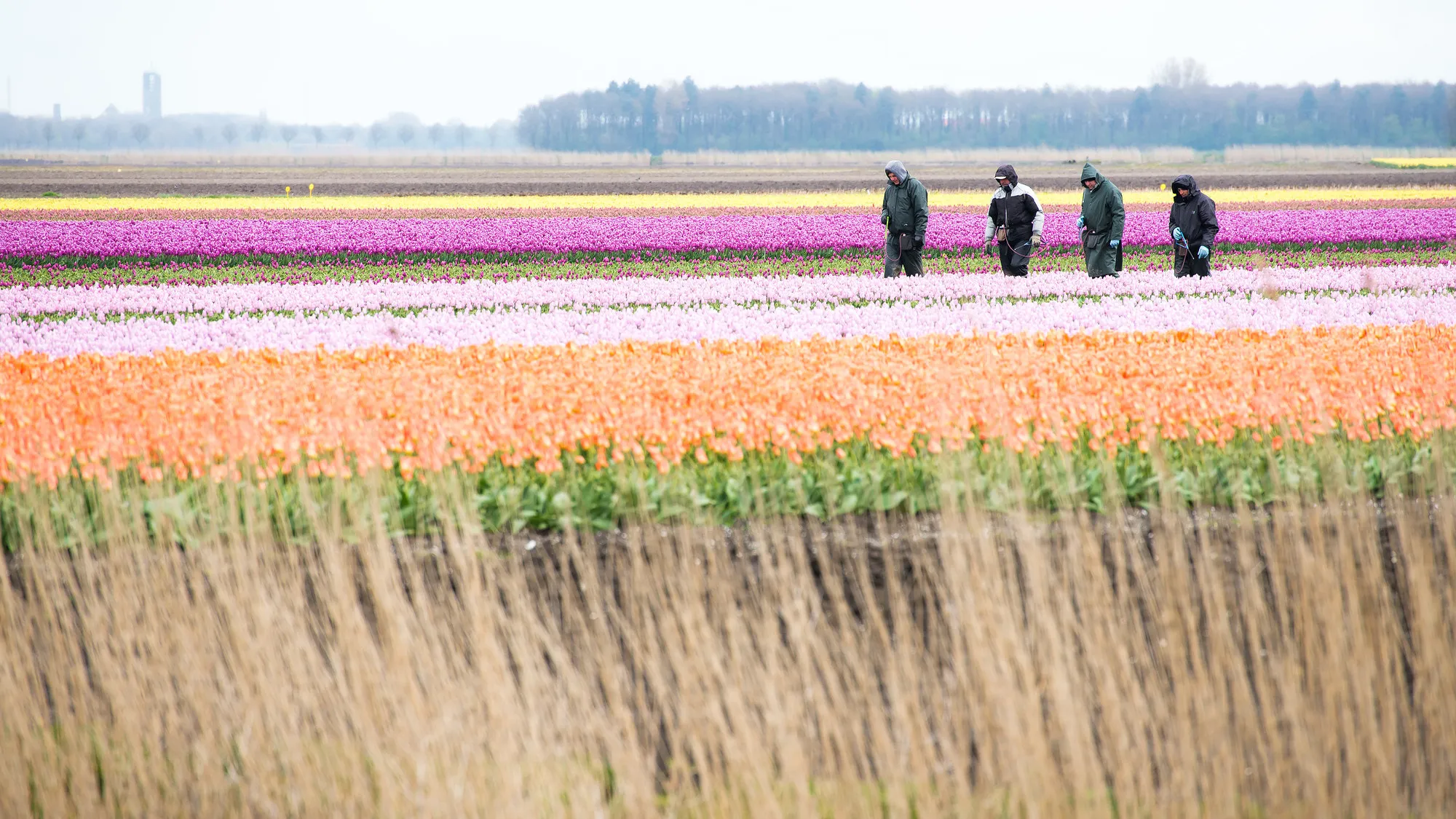 Photo showing: 500px provided description: Farmers walk across a flowerfield in Urk, The Netherlands [#field ,#flowers ,#spring ,#color ,#flower ,#holland ,#netherlands ,#farm ,#colorful ,#tulips ,#dutch ,#the netherlands ,#farmers ,#polder]