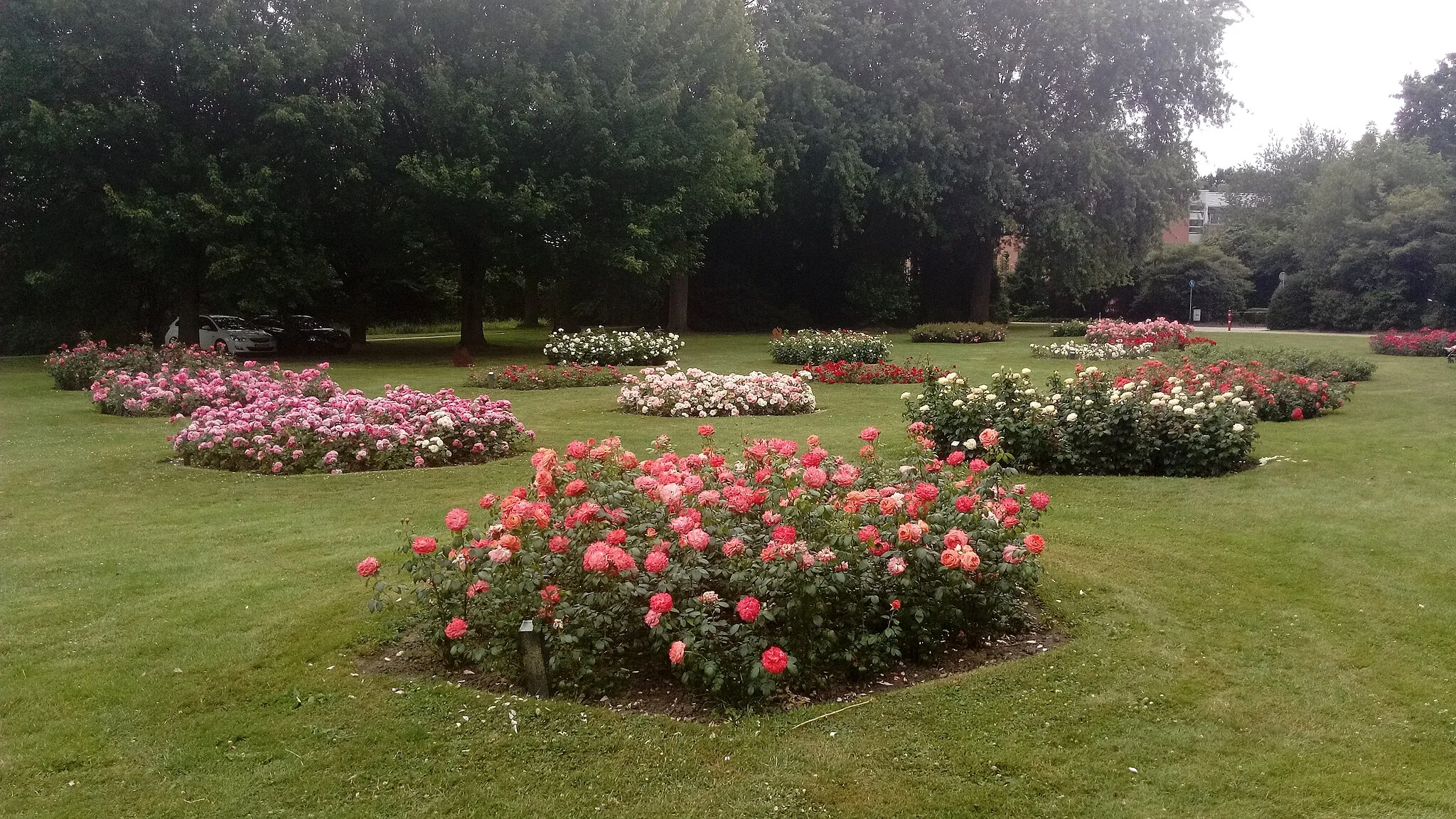 Photo showing: The second day of the local rose festival (Dutch: Rozenfestival) held annually in the Rosarium rose park in the Groninger city of Winschoten, Oldambt.