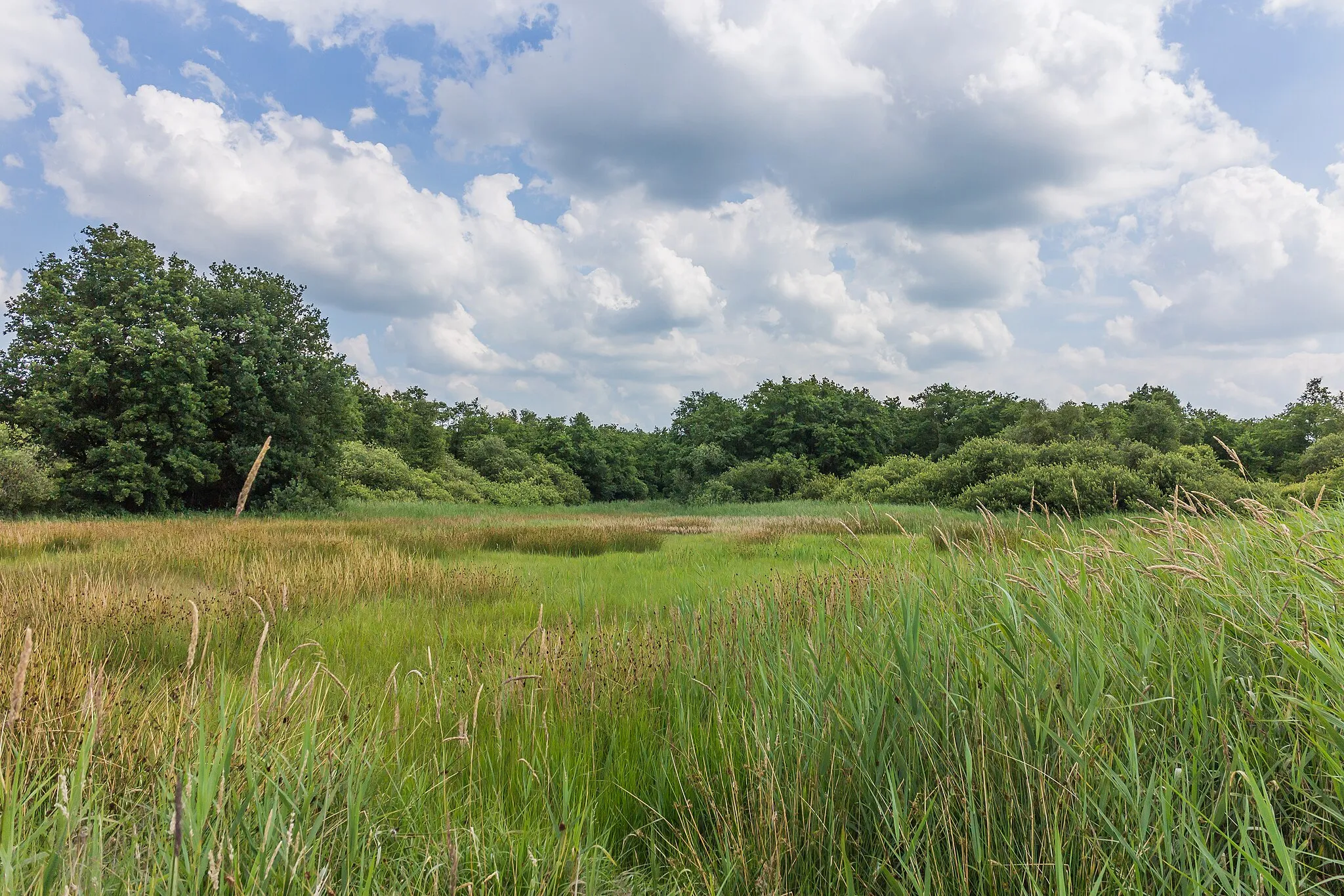 Photo showing: Location, Lendevallei in Netherlands. varied habitat.