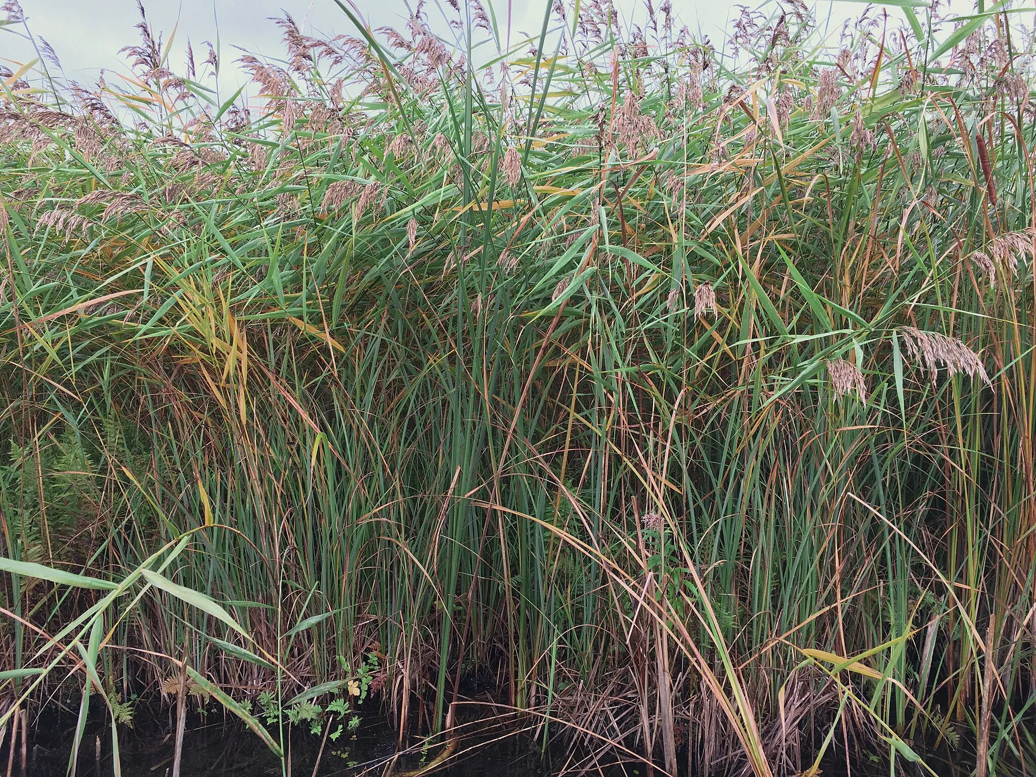 Photo showing: Een herfstaspect van een rietmoeras met de riet-associatie (Typho-Phragmitetum); in dit geval de subassociatie met moerasvaren (Typho-Phragmitetum thelypteridetosum). De foto toont een symmorfologische dwarsdoorsnede van de vegetatie, waardoor de verticale vegetatiestructuur vrij goed zichtbaar is.