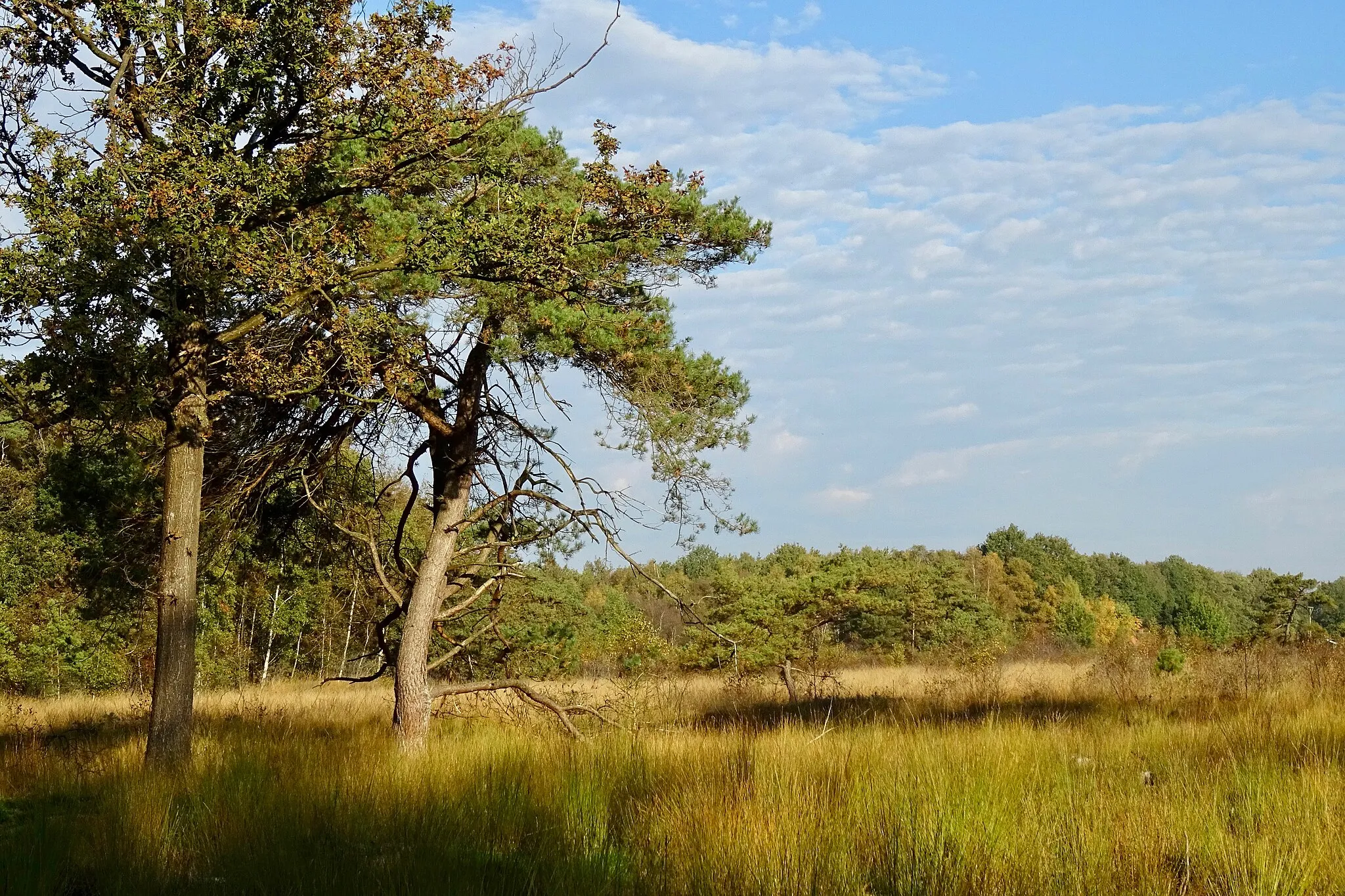 Photo showing: Blauwe Stientjes in het Blauwe Bos