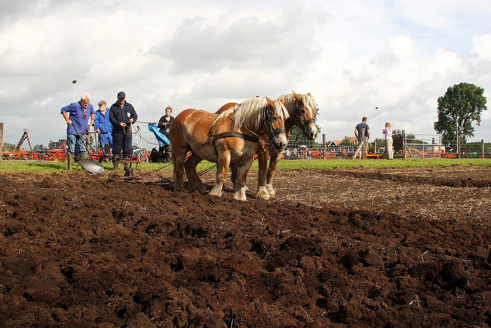 Photo showing: Nijbeets - Stoppeldei 2013 - ploegen met paarden