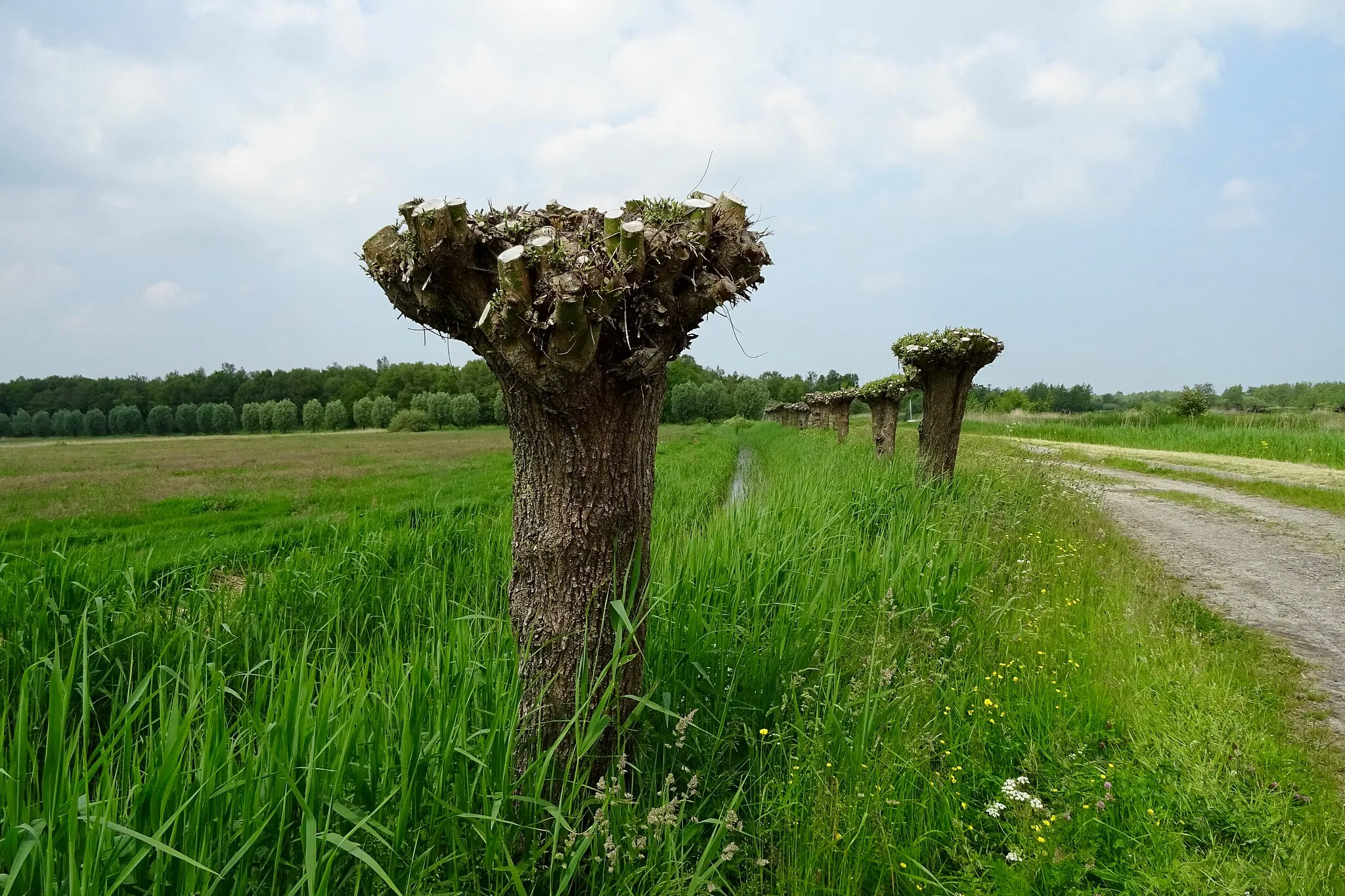 Photo showing: Knotwilgen langs het Koekoekspaed nabij het natuurreservaat It Bûtenfjild