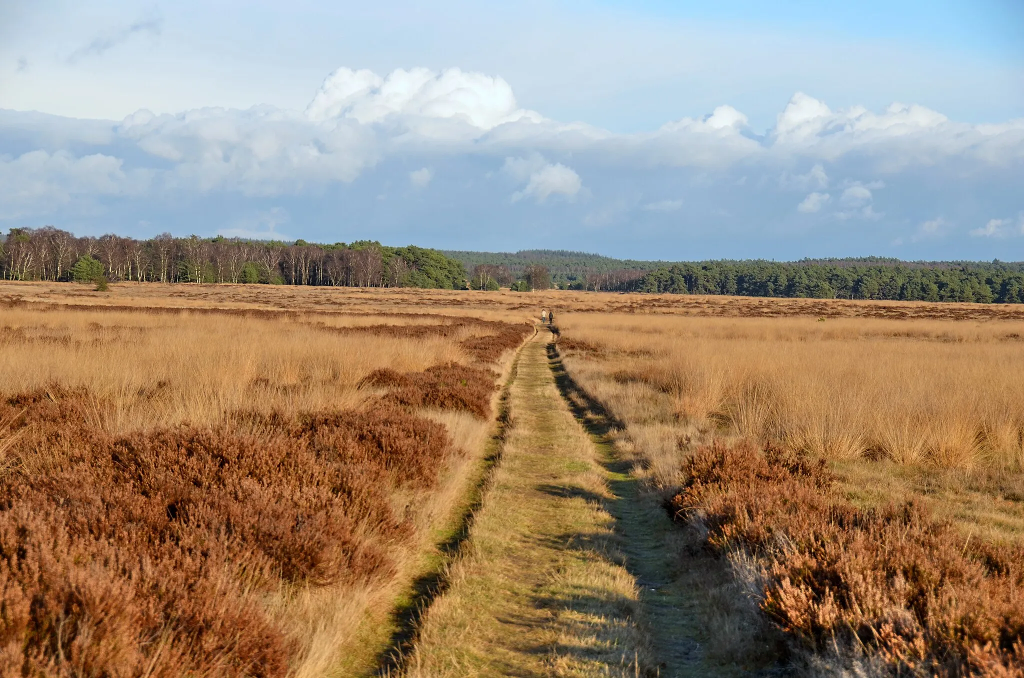 Photo showing: Even with showers in December there are fine walking possibilities at Hoge Veluwe NP.