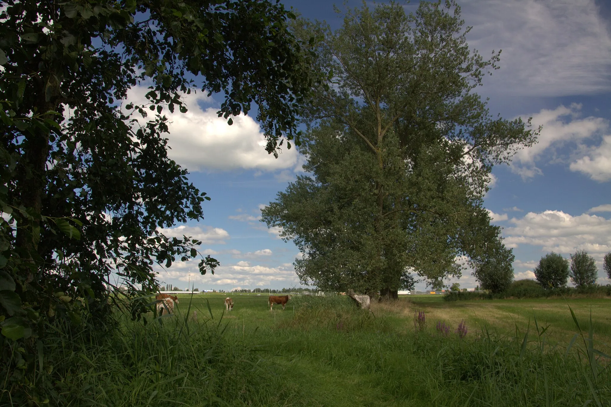 Photo showing: Het landschap gezien vanaf de Bruine Kade in noordelijke richting naar de A2.