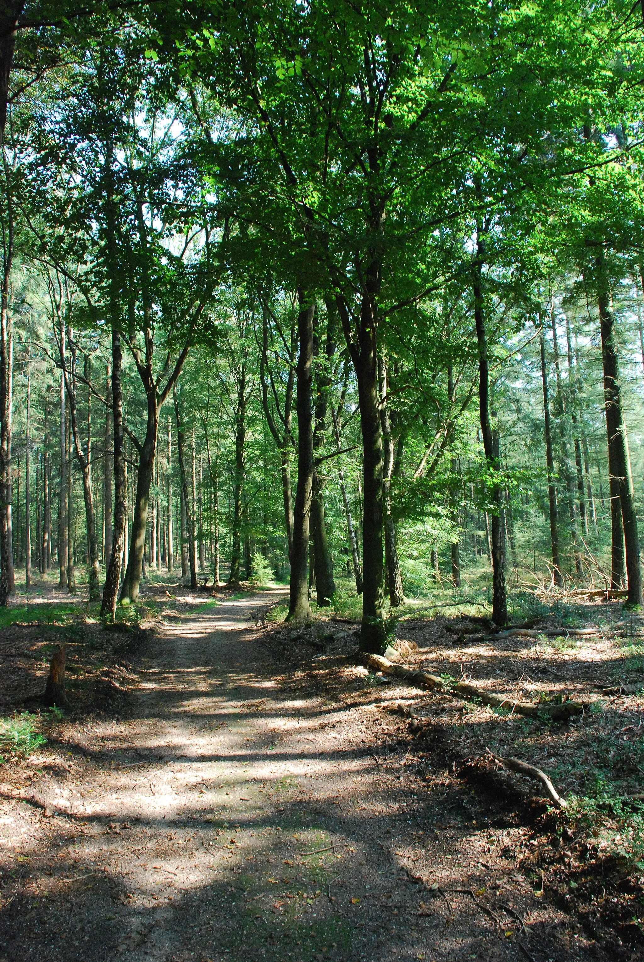 Photo showing: nabij de Toverberg