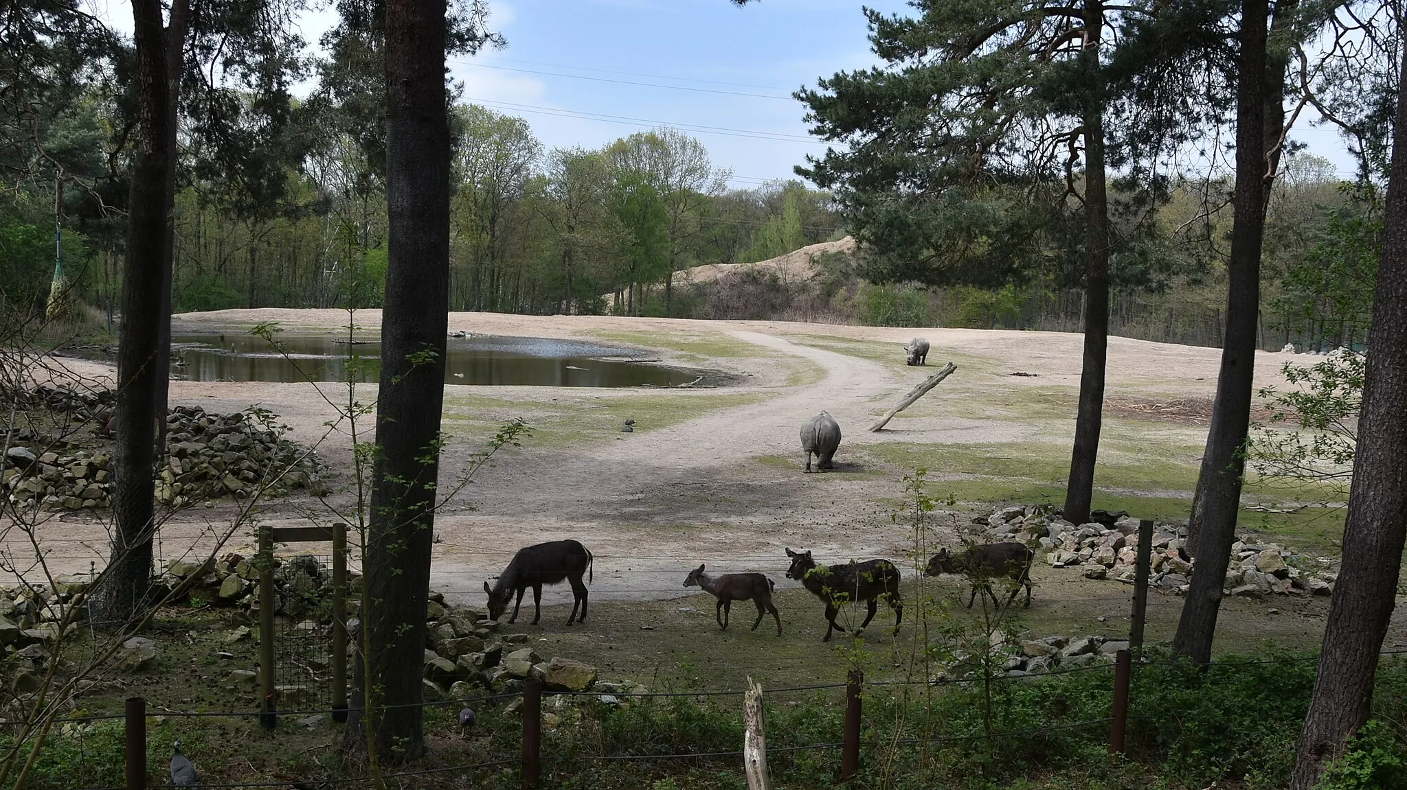Photo showing: Ellipswaterbokken en witte neushoorns Burgers' Zoo Arnhem 23-04-2019 13-23-56