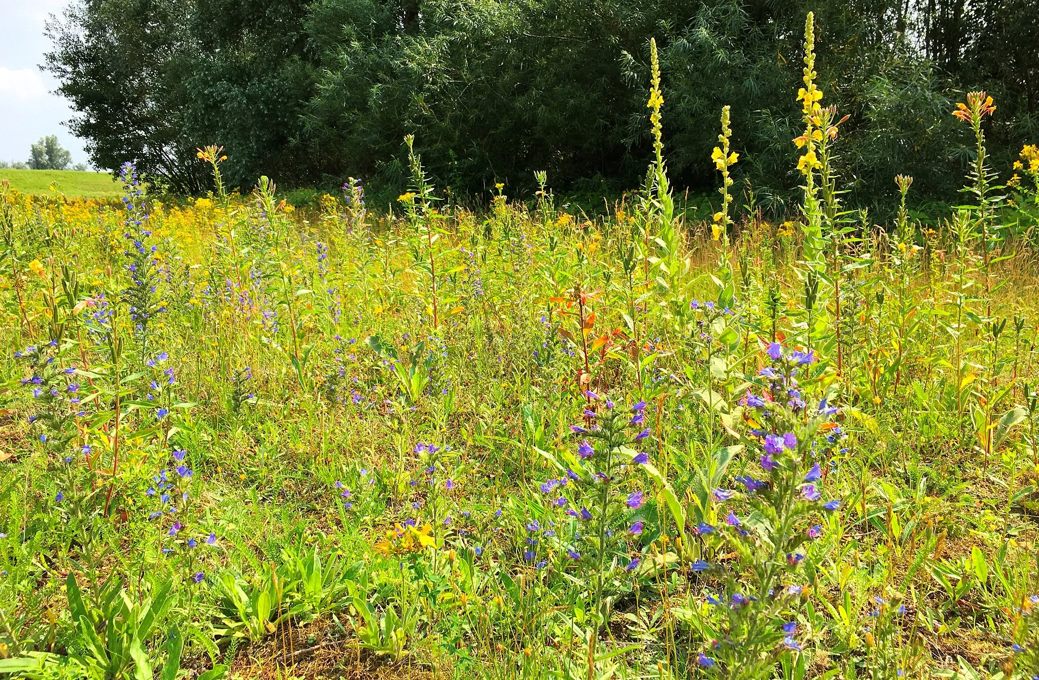 Photo showing: Ruderal tall-herb vegetation of the association Echio-​Verbascetum in Gelderland, Netherlands