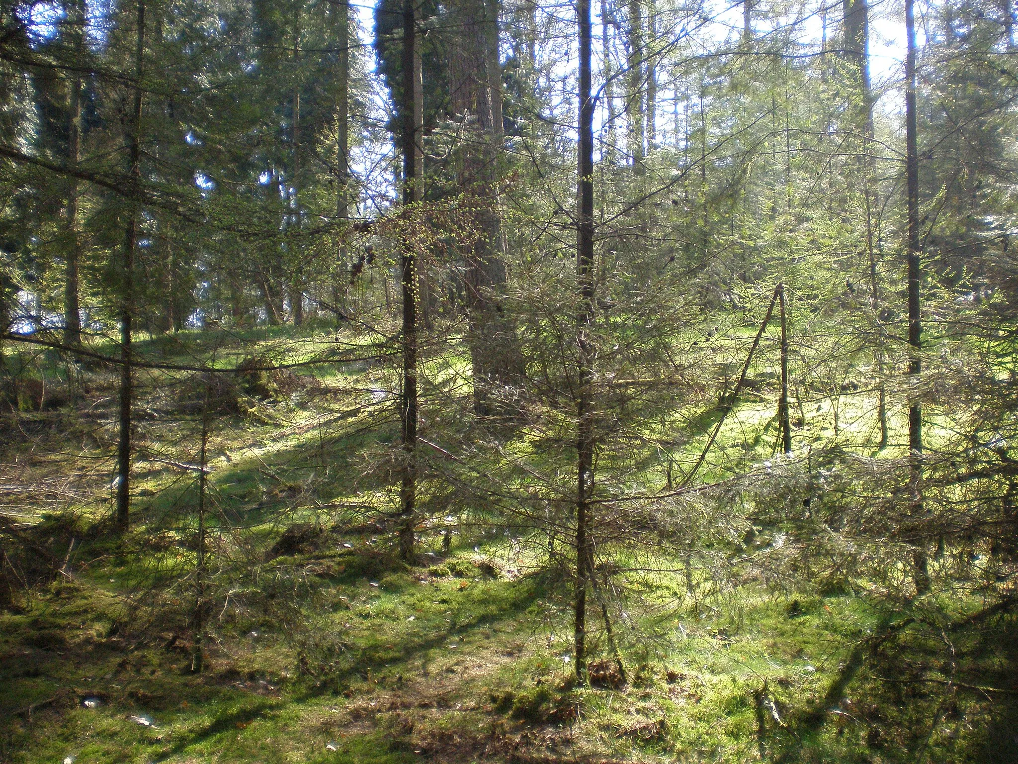 Photo showing: A Forest with Larix.