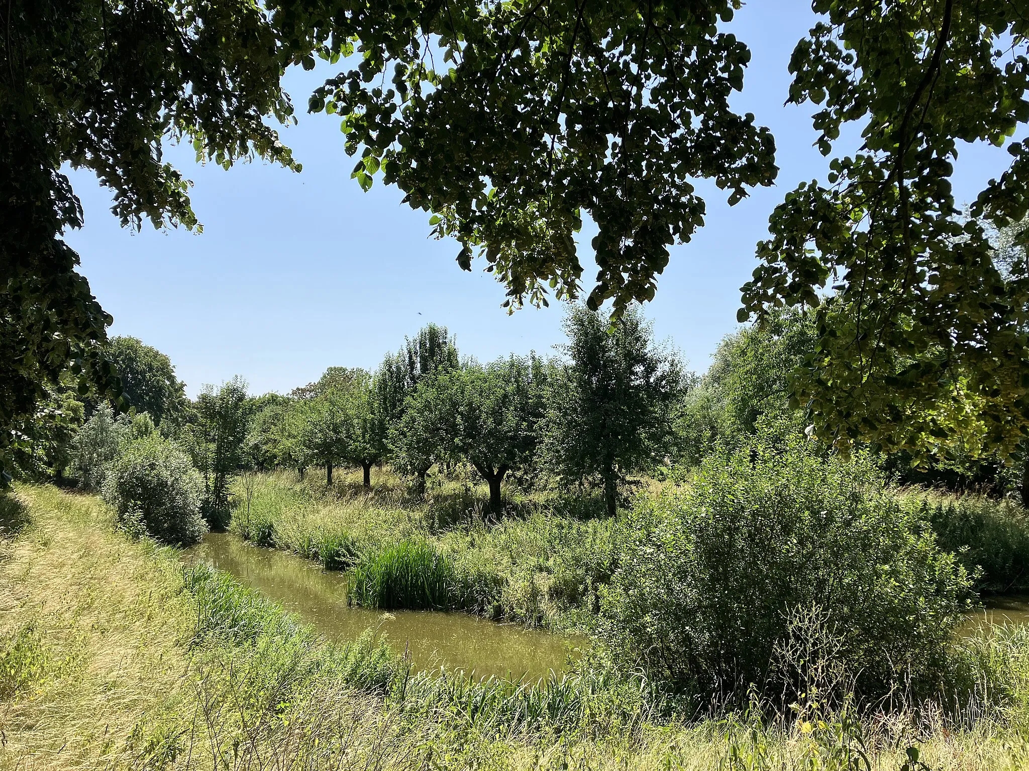 Photo showing: Locatie van kasteel Nijburg bij Randwijk