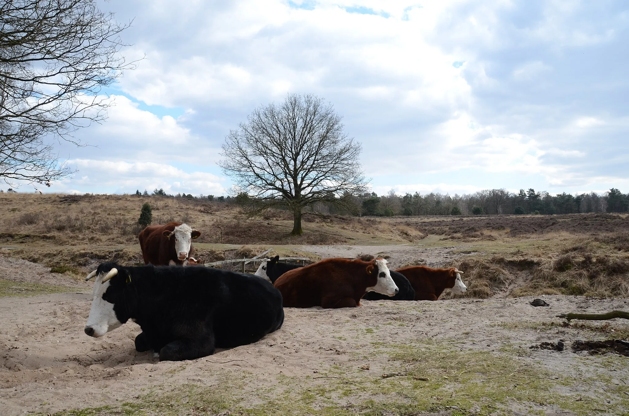 Photo showing: Cows at the Doorwerth heather Park, to keep the vegetation short and to give the heather possibilities to grow!