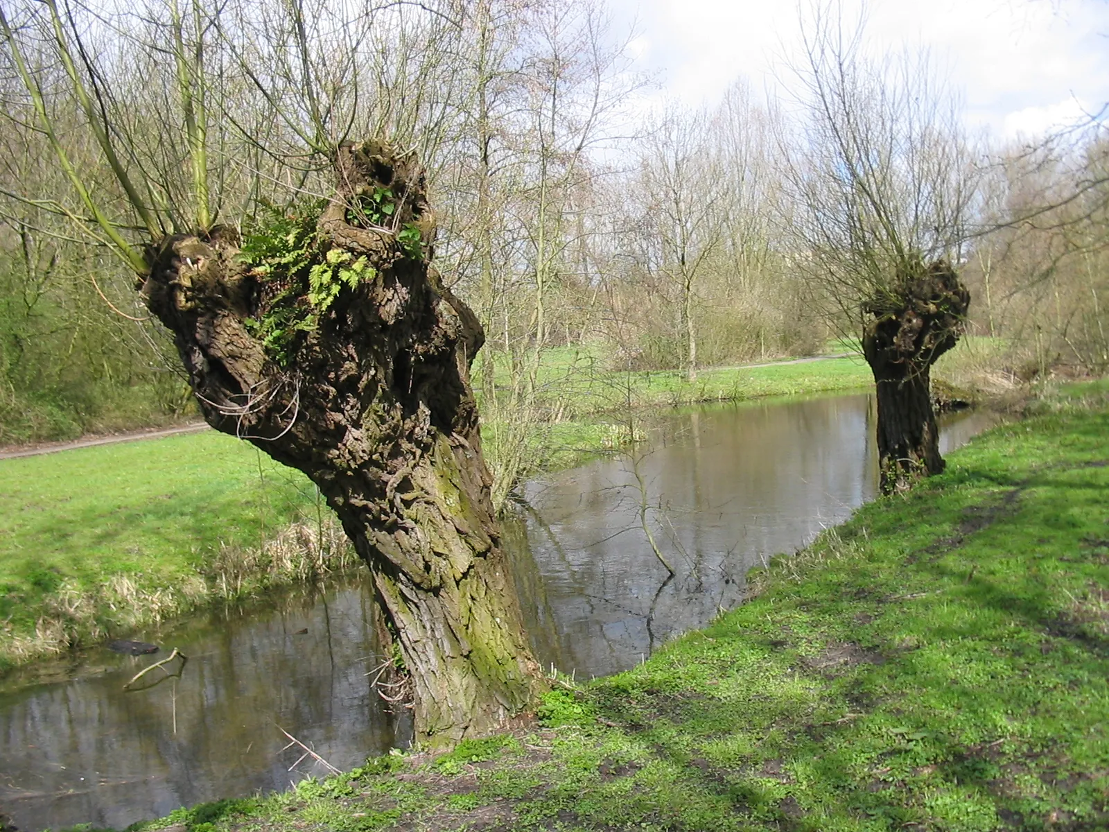 Photo showing: Knotwilgen in Park Oudegein in Nieuwegein, Nederland