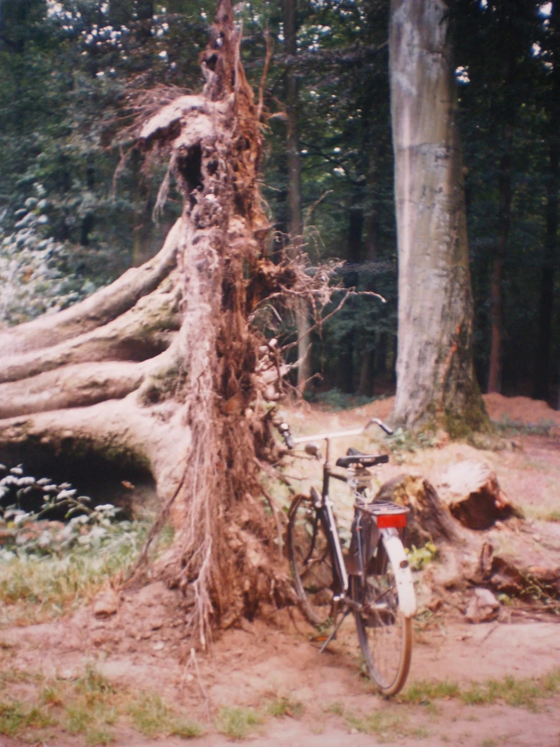 Photo showing: Uprooted tree with bicycle in Anholtsche Broek, Breedenbroek, the Netherlands