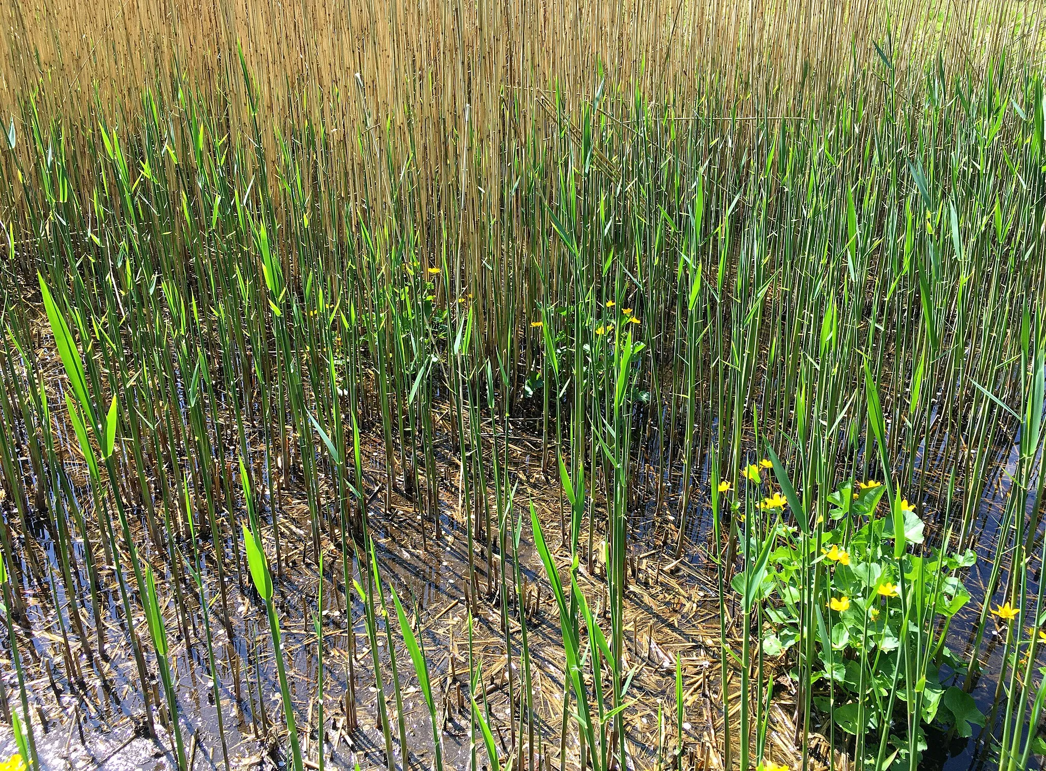 Photo showing: Spring aspect of a reedbed of the subassociation Typho-Phragmitetum calthetosum in Arnhem, Netherlands.