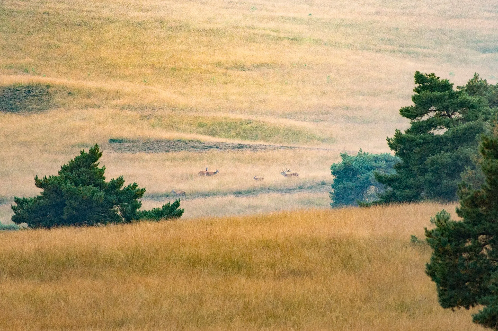 Photo showing: A red deer in the heathlands of the Veluwezoom, seen from the Elsberg observation point.