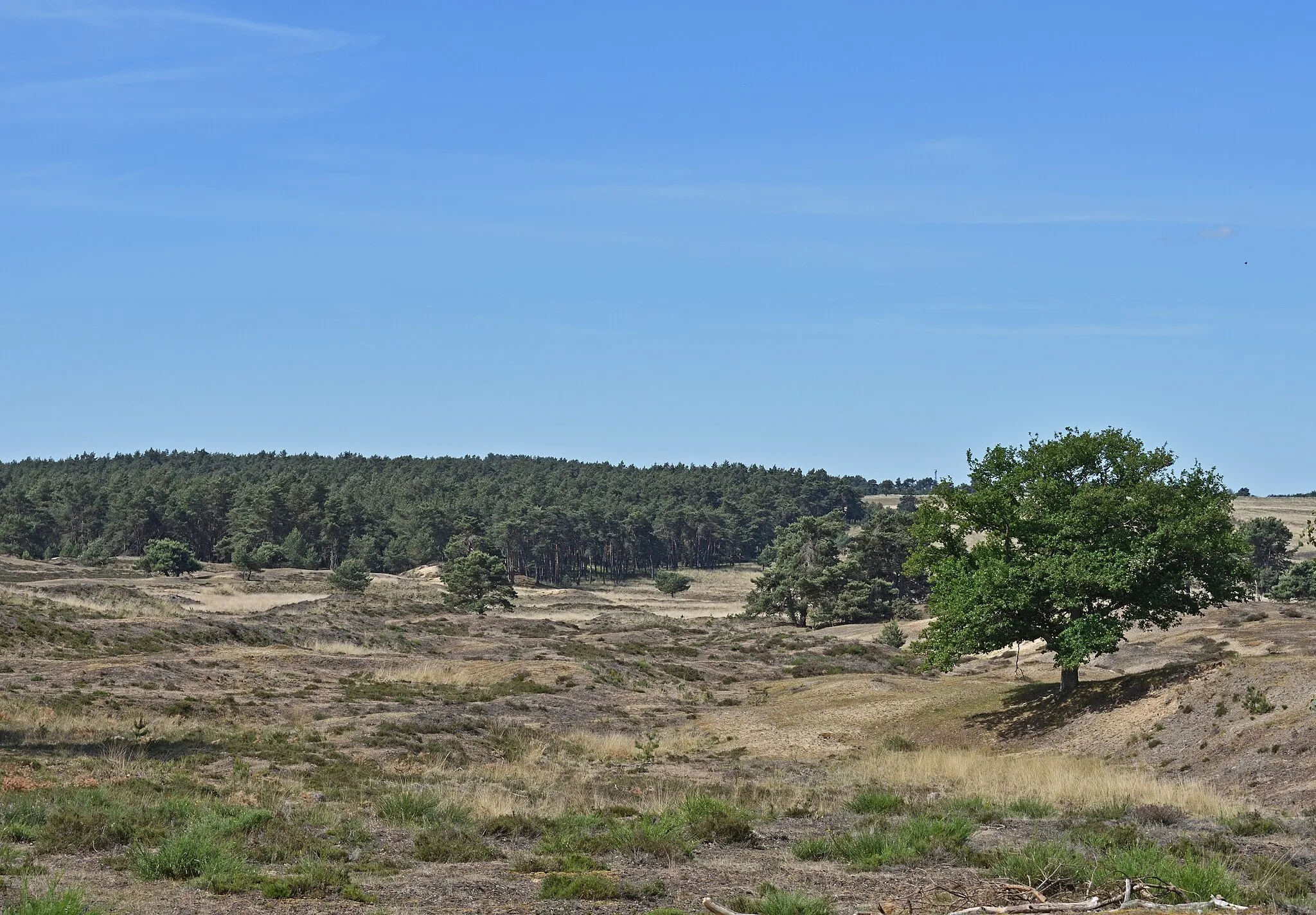 Photo showing: Rheder- en Worth-Rheder heide, Veluwezoom NP