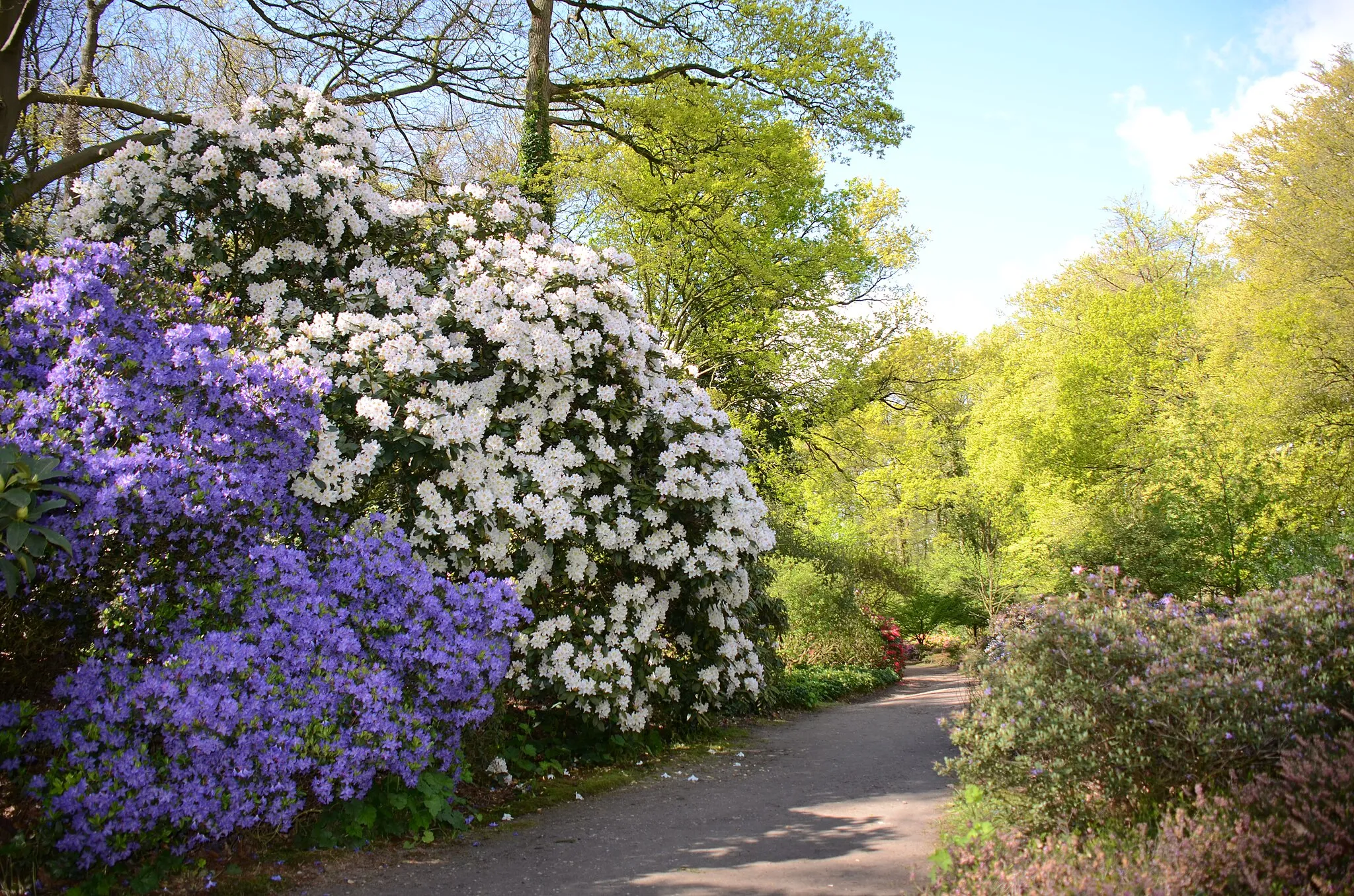 Photo showing: Arboretum Wageningen with in spring colourful Azaleas and Rhododendrons