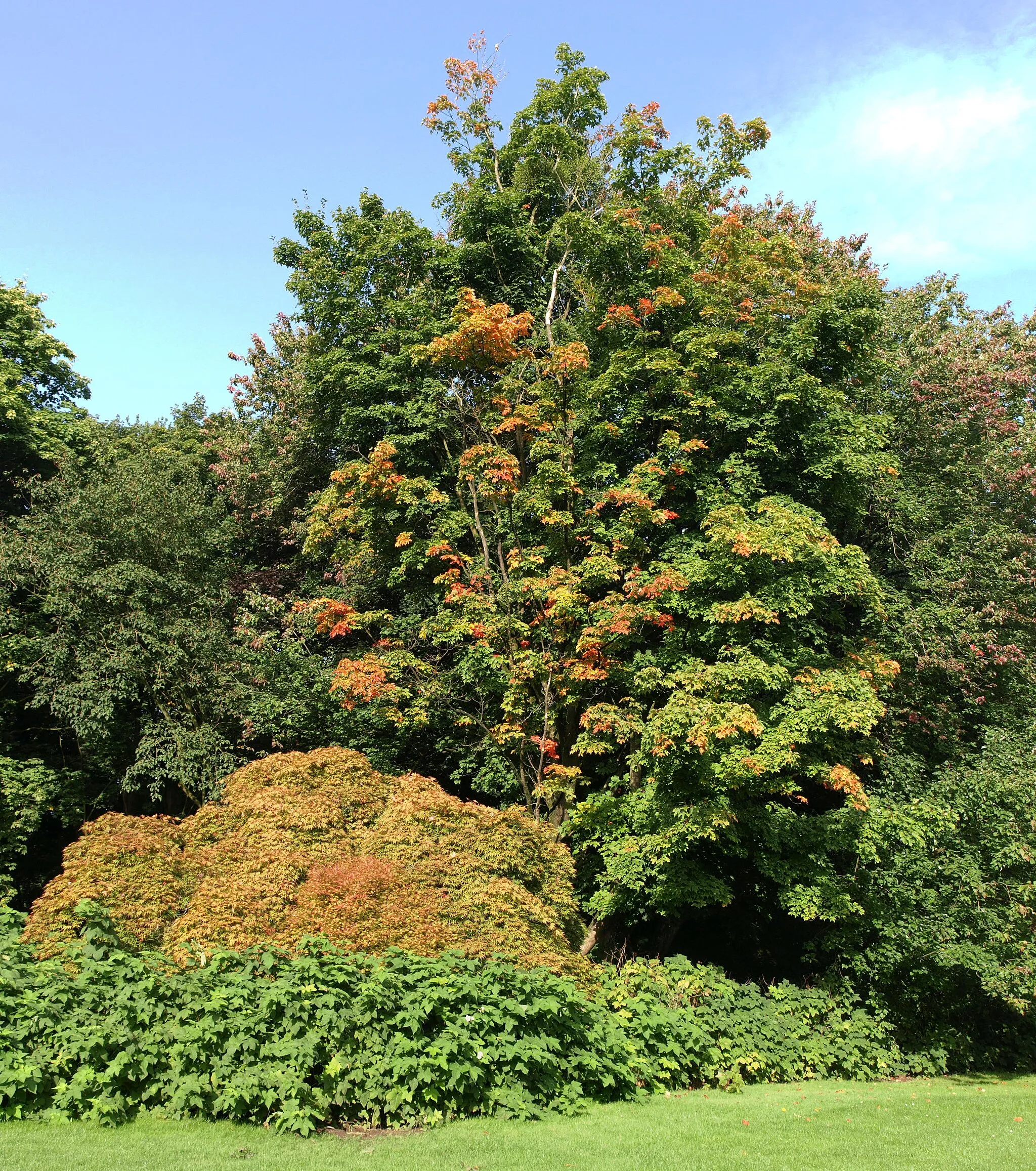 Photo showing: Belmonte Arboretum, Wageningen (NL). Foreground: Acer palmatum 'Nicholsonii' (accession number:BG18453); center: Acer saccharum (acc.nr.: BG13585); background Acer rubrum 'Schlesingeri' (acc.nr.: BG07811).