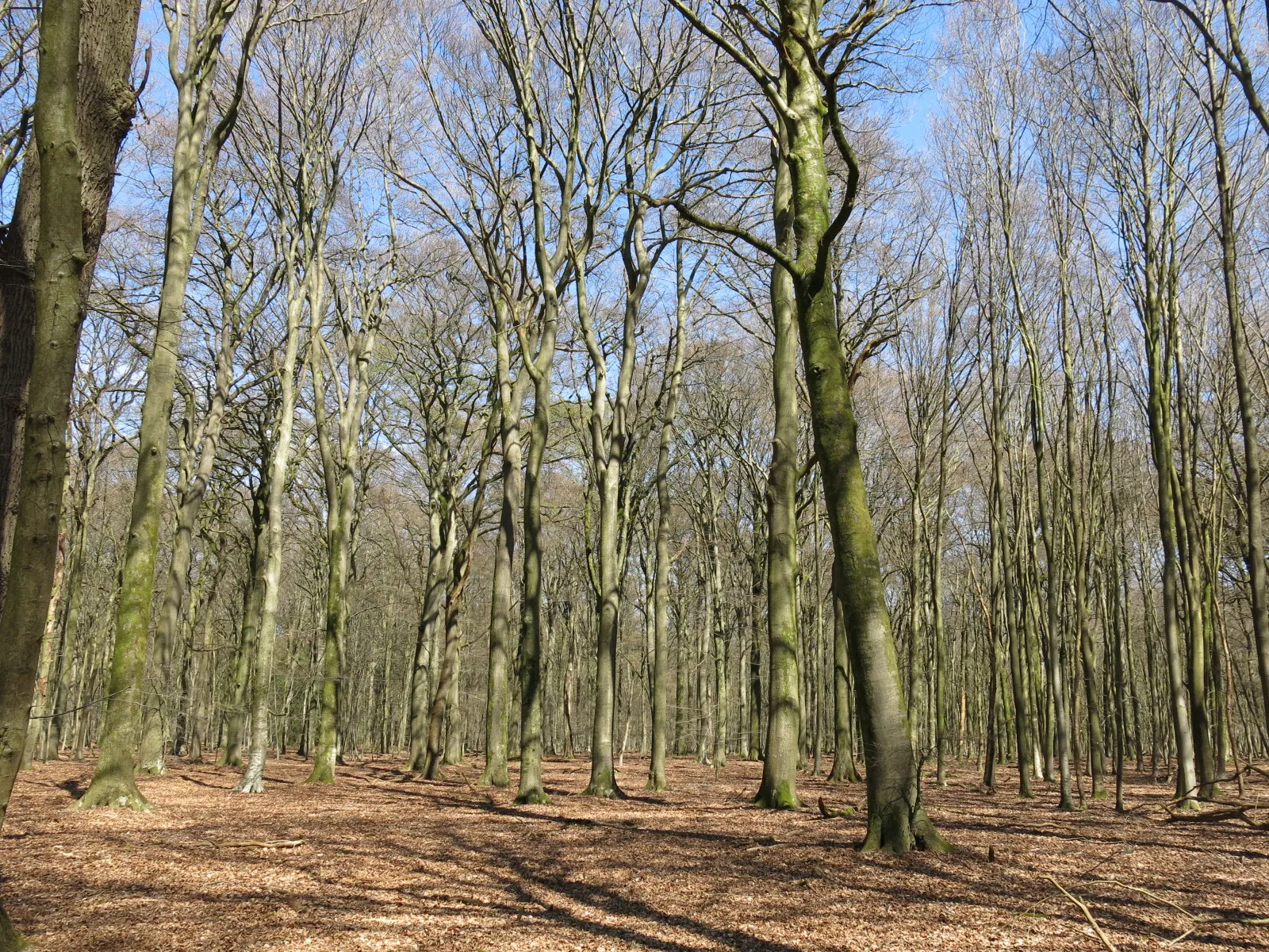 Photo showing: hardwood old-growth oak-beech forest in the protected area 'Geldenberg' in the Klever Reichswald