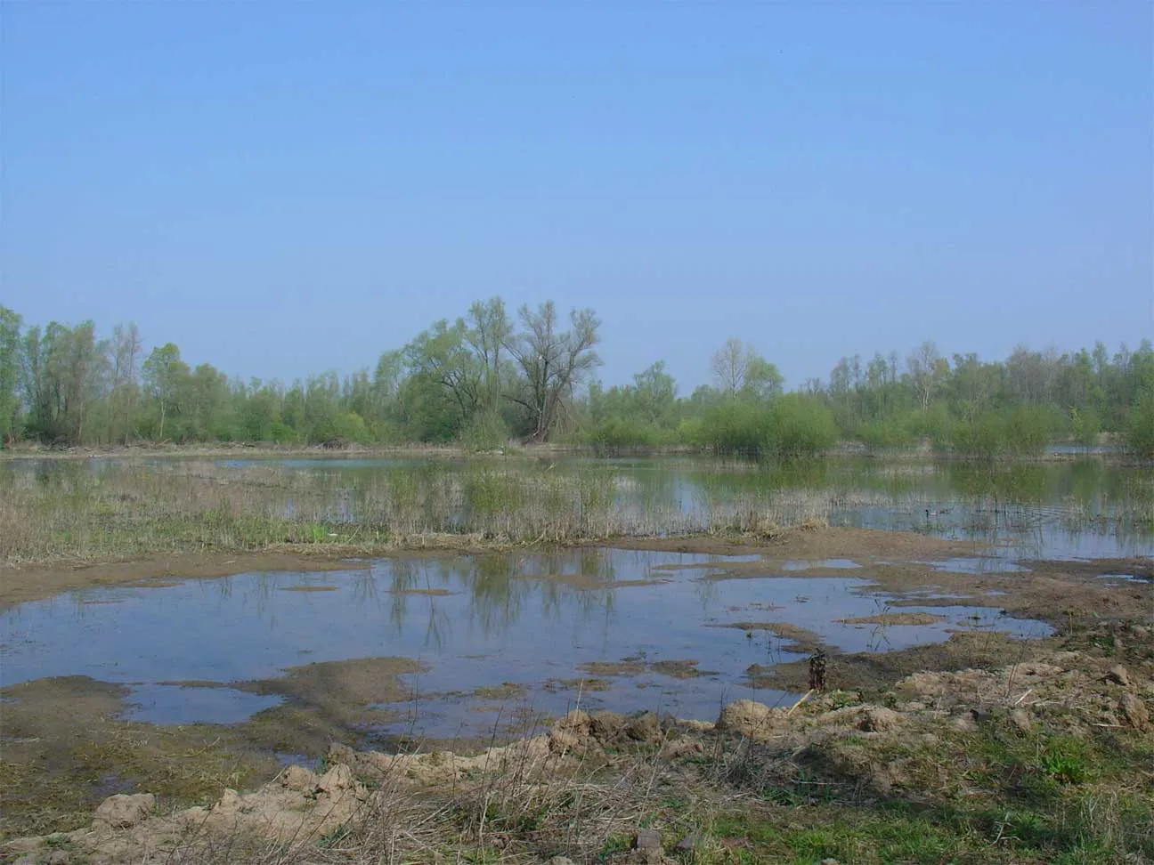 Photo showing: Natuurgebied Bijland bij Lobith/Tolkamer, onderdeel van Natura 2000-gebied de Gelderse Poort