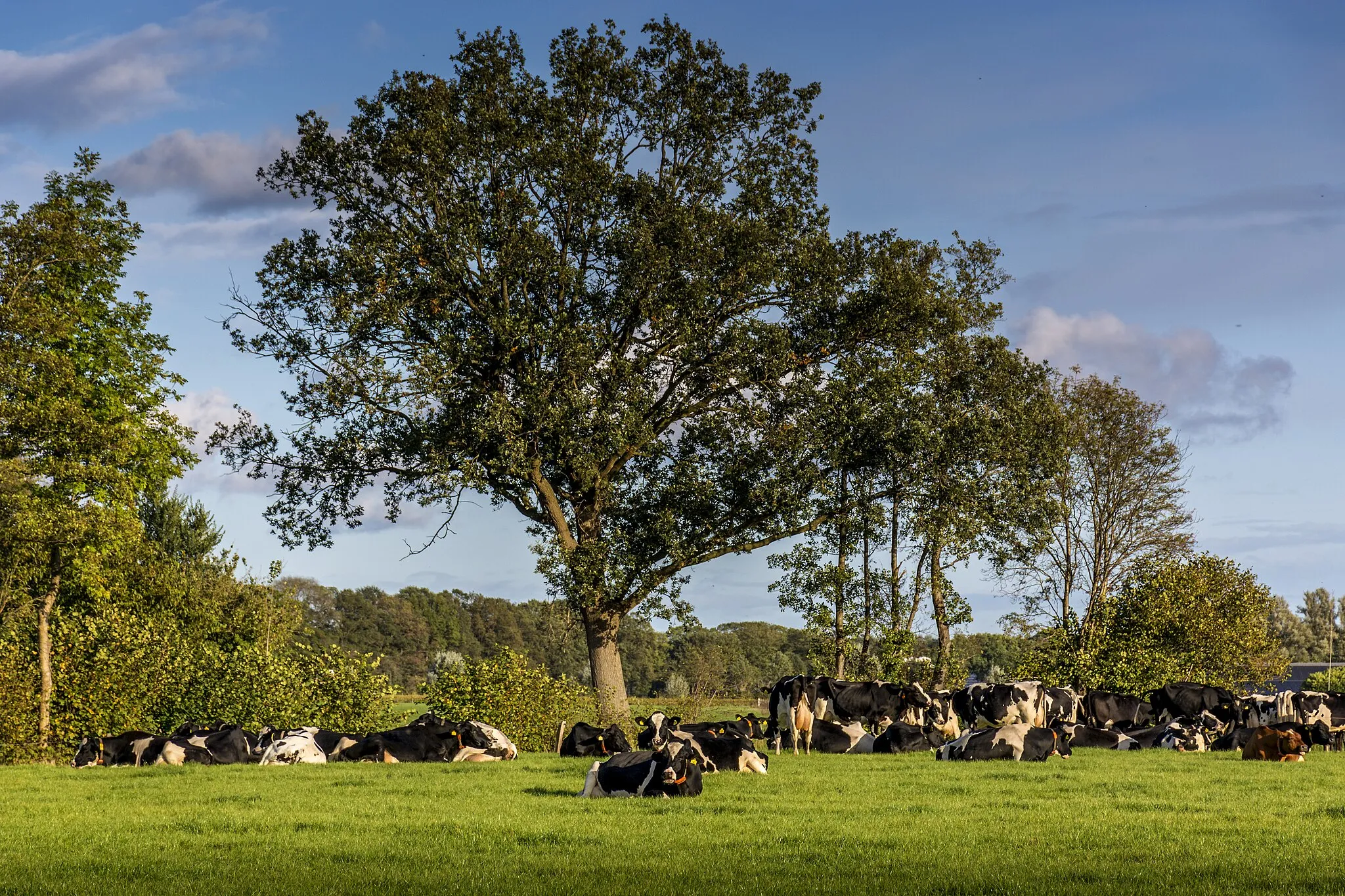 Photo showing: landscape near Lintelo, the Netherlands with cows