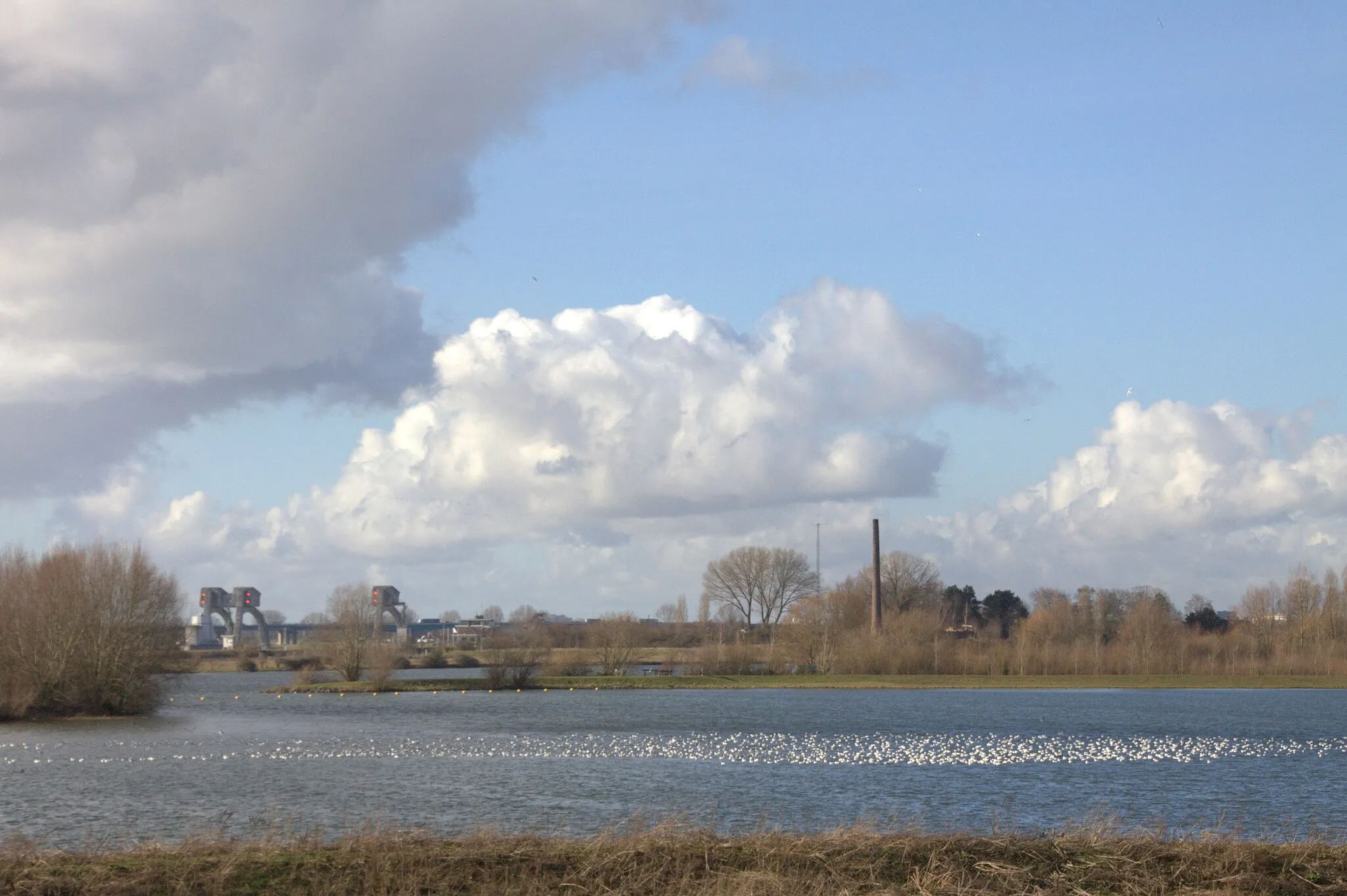 Photo showing: Een tapijt van kapmeeuwen op de Honswijkerplas gezien vanaf de Lekdijk. In de verte zien we de viziersluizen bij Hagestein en de schoorsteen van de voormalige steenfabriek in de Ossenwaard.