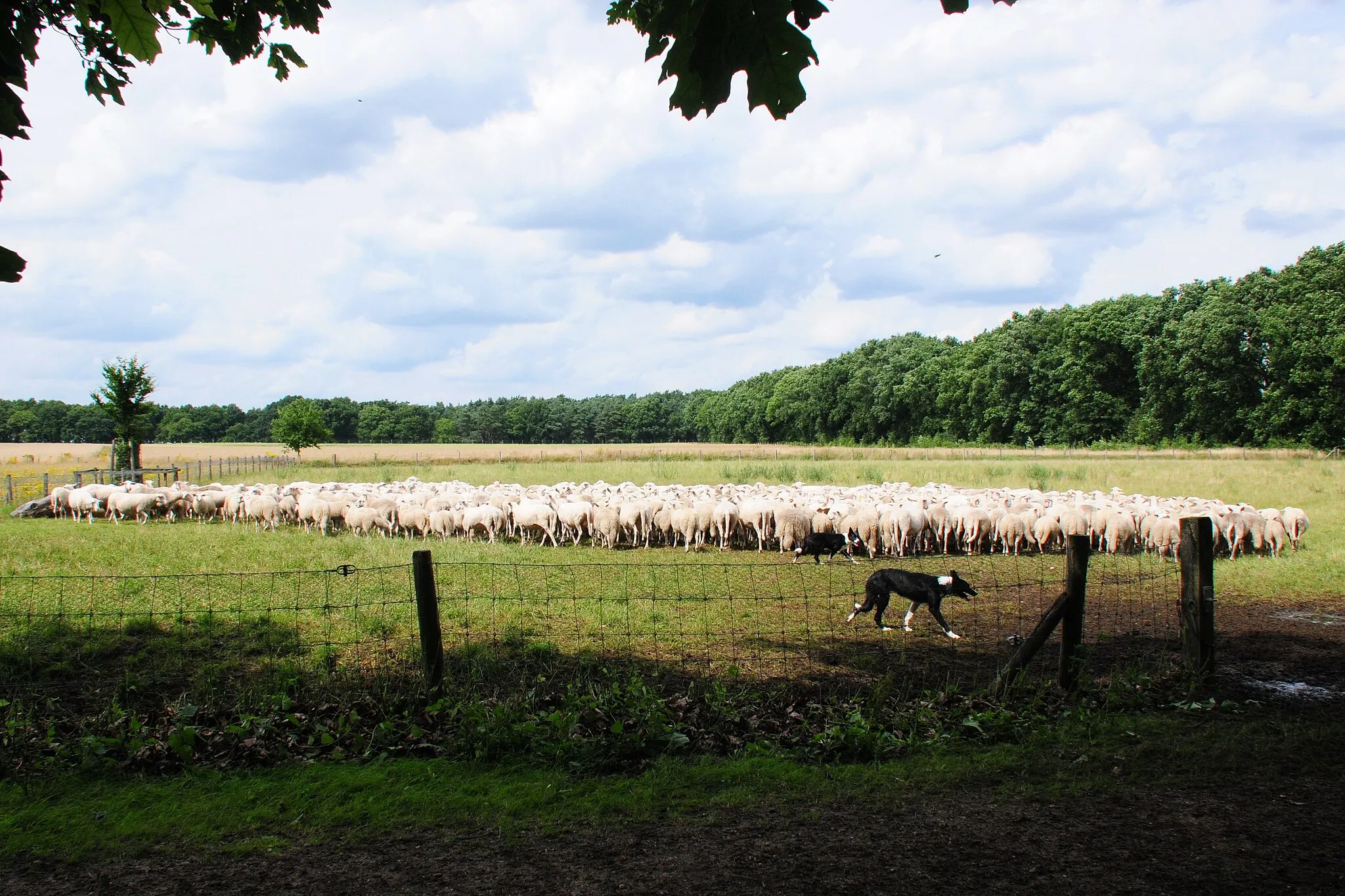 Photo showing: Panorama of the meadow near Oud Reemst Schaarsbergen, wher e the Natuurmonumenten herd  stays overnight at 26 July 2015