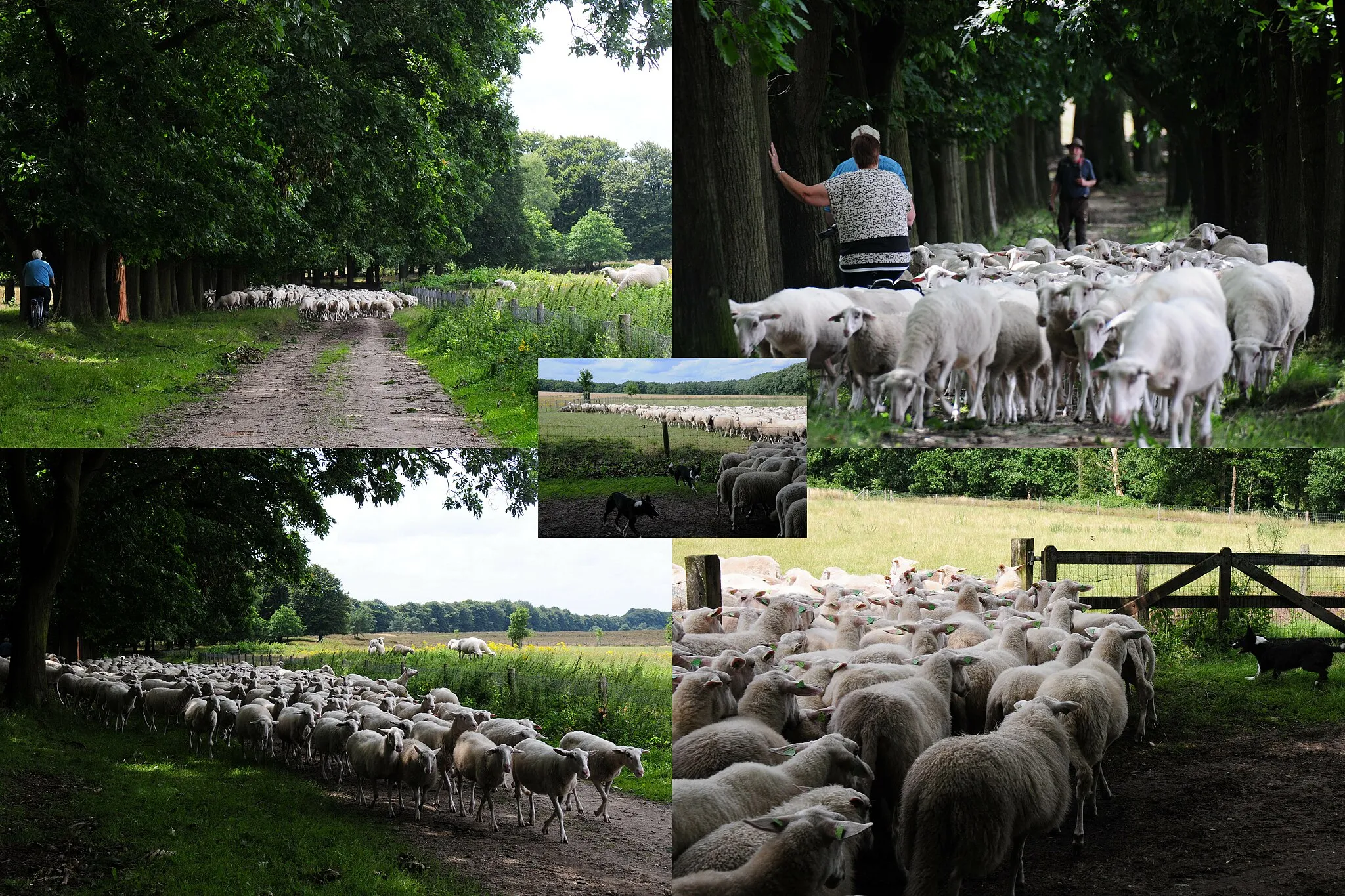 Photo showing: Oud Reemst Schaarsbergen when the sheep herd came back and went into their night meadow. Very imposing!!